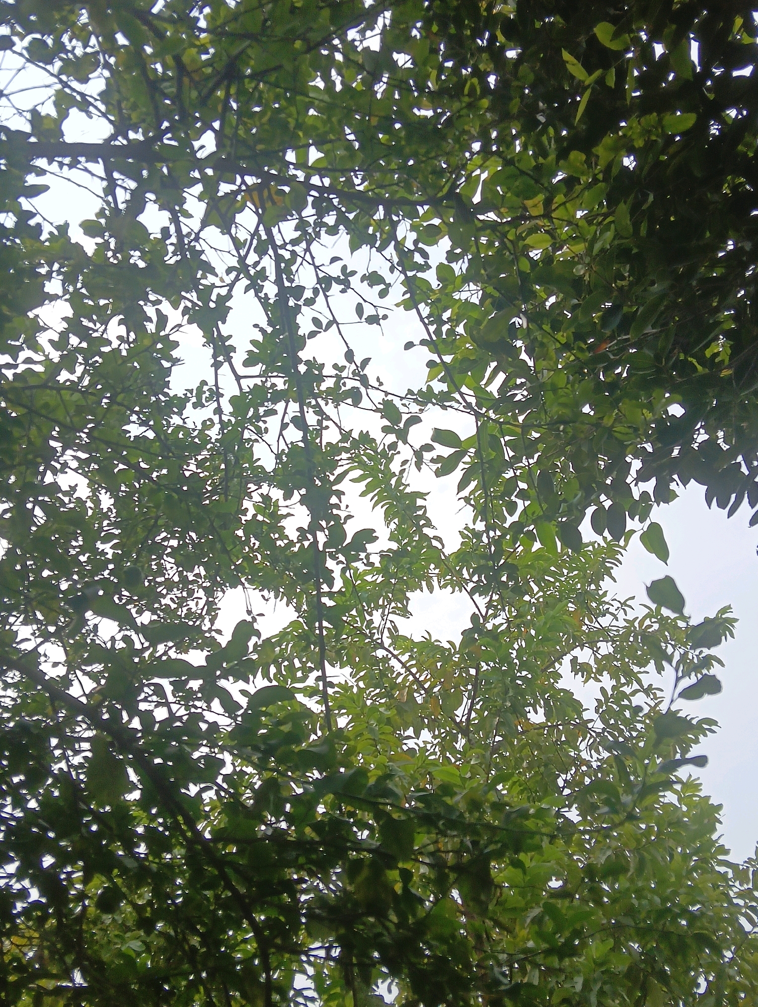 The image is a low-angle shot looking up through the canopy of a tree. The leaves are lush and green, with some appearing slightly yellowed, suggesting they might be autumnal. The branches are dark and intricate, creating a dense pattern against a pale, overcast sky. The overall impression is one of natural overgrowth, with the sky visible in dappled patches between the foliage. The scene appears to be outdoors, within a natural environment, potentially a park or a residential area with significant tree cover. The image does not contain any identifiable people or man-made structures that would specifically place it within Chahania, India, other than the user's request for such a location.
