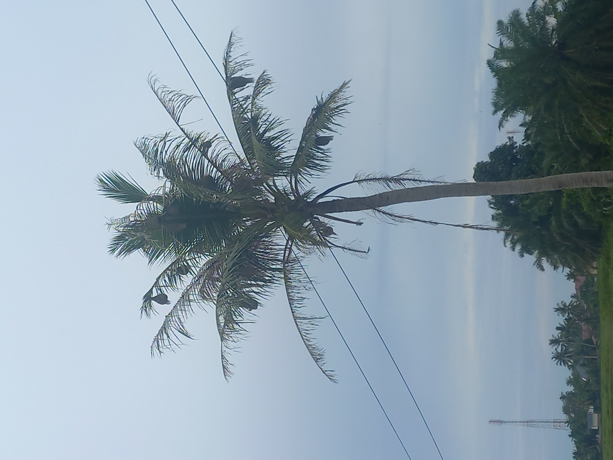 A tall coconut palm tree is centered in the frame, its fronds reaching towards a pale, cloudy sky. Several dark, elongated objects, possibly coconuts, hang from the fronds. Two dark power lines stretch diagonally across the upper portion of the image, one from the upper left to the mid-right and another from the lower left to the upper right. In the background, a telecommunications tower is visible on the left side, rising above a line of dense green foliage which includes other palm trees and houses. The overall impression is a rural or semi-rural landscape in Gampongblang, Indonesia.