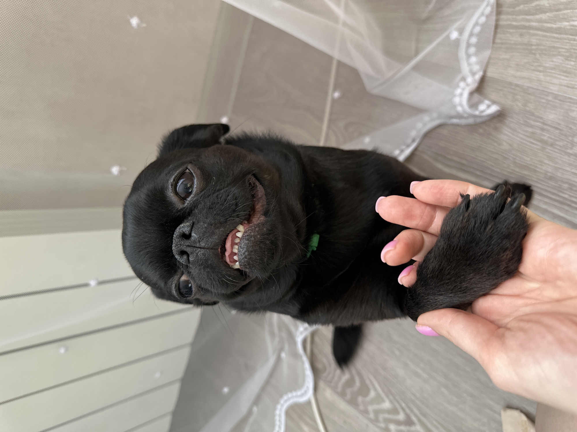 A black pug dog is held by a person in Chaikovsky, Russia. The dog is facing upward, displaying its teeth in a "smile". The person's hand, with pink nail polish, holds the dog's paw. A white, lace-trimmed veil is visible in the background, lying on a gray wood-look floor. White vertical lines are on a wall in the background.