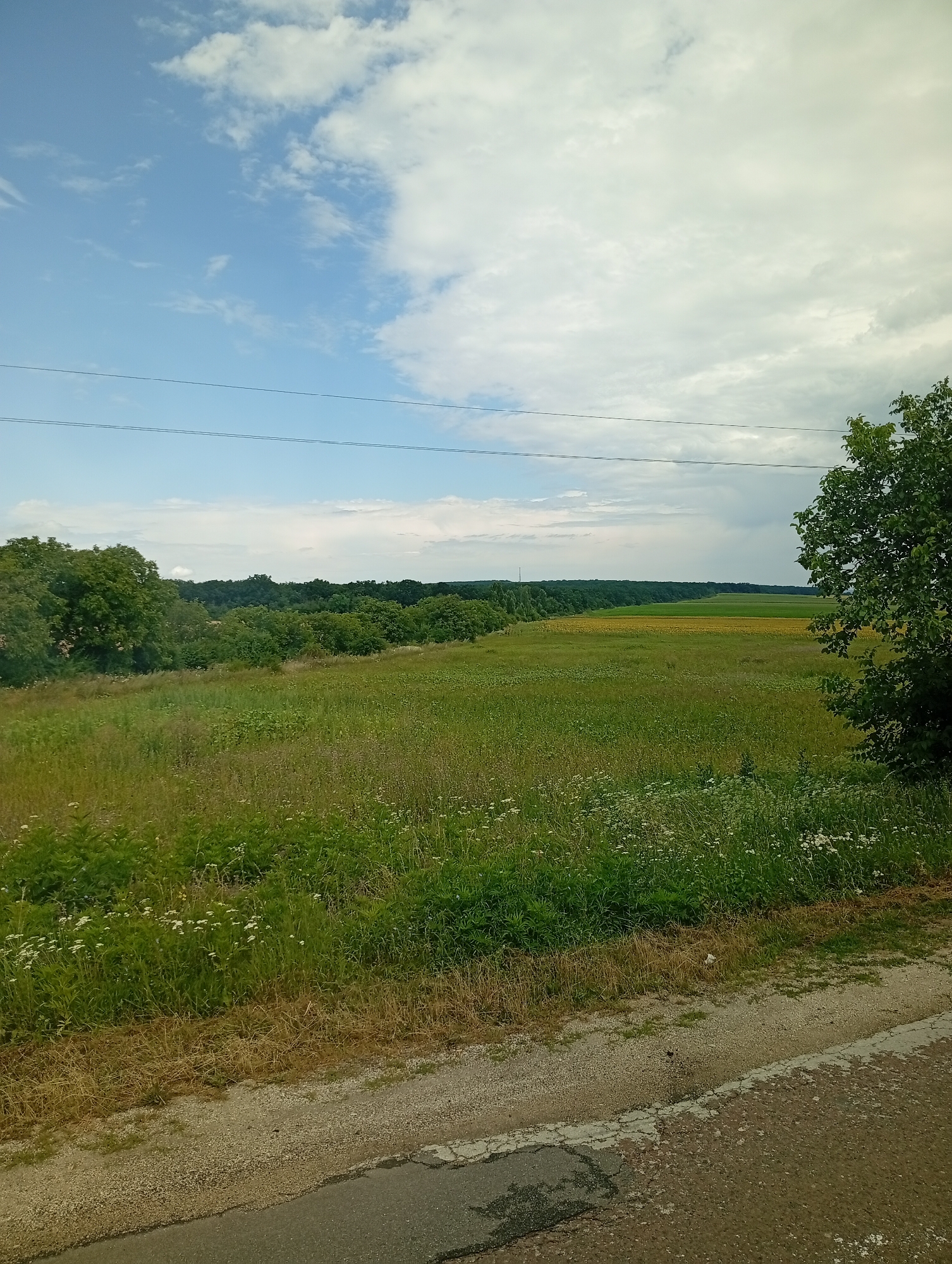 The image depicts a rural landscape in Trinca, Moldova. In the foreground, a gravel shoulder transitions to an asphalt road with visible cracks. Adjacent to the road is a field covered in tall green grass and scattered small white flowers, with patches of dry, golden grass. Beyond this field, a wider expanse of green vegetation stretches towards a distant tree line. A section of the field further in the distance appears to be a cultivated crop of sunflowers, distinguished by its bright yellow hue. A dense, dark green forest borders the cultivated field and stretches across the horizon. The sky above is a mix of blue sky with scattered white and grey clouds. Two dark, thin lines, likely power or telephone lines, are visible horizontally across the upper portion of the image. On the right side of the frame, the branches of a large green tree extend into the image. The overall scene suggests a natural, agricultural setting under a cloudy sky.