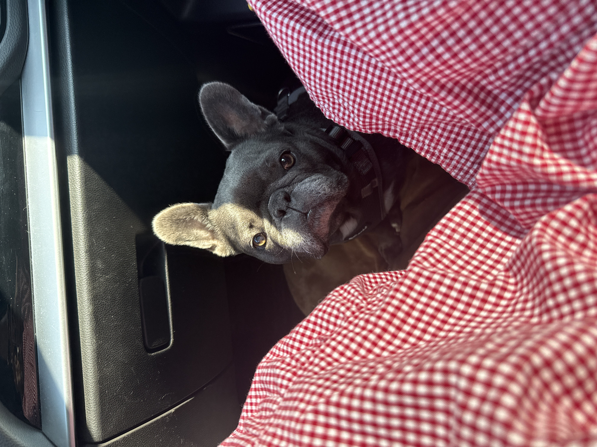 A French bulldog is sitting in the passenger seat of a car, looking at the camera. The dog is gray with large ears and is wearing a dark harness. The car's interior is visible, including the dashboard and the passenger's red and white checkered leg. The sunlight is casting a shadow on the dog's face. The location is not specified in Bad Sachsa, Germany.