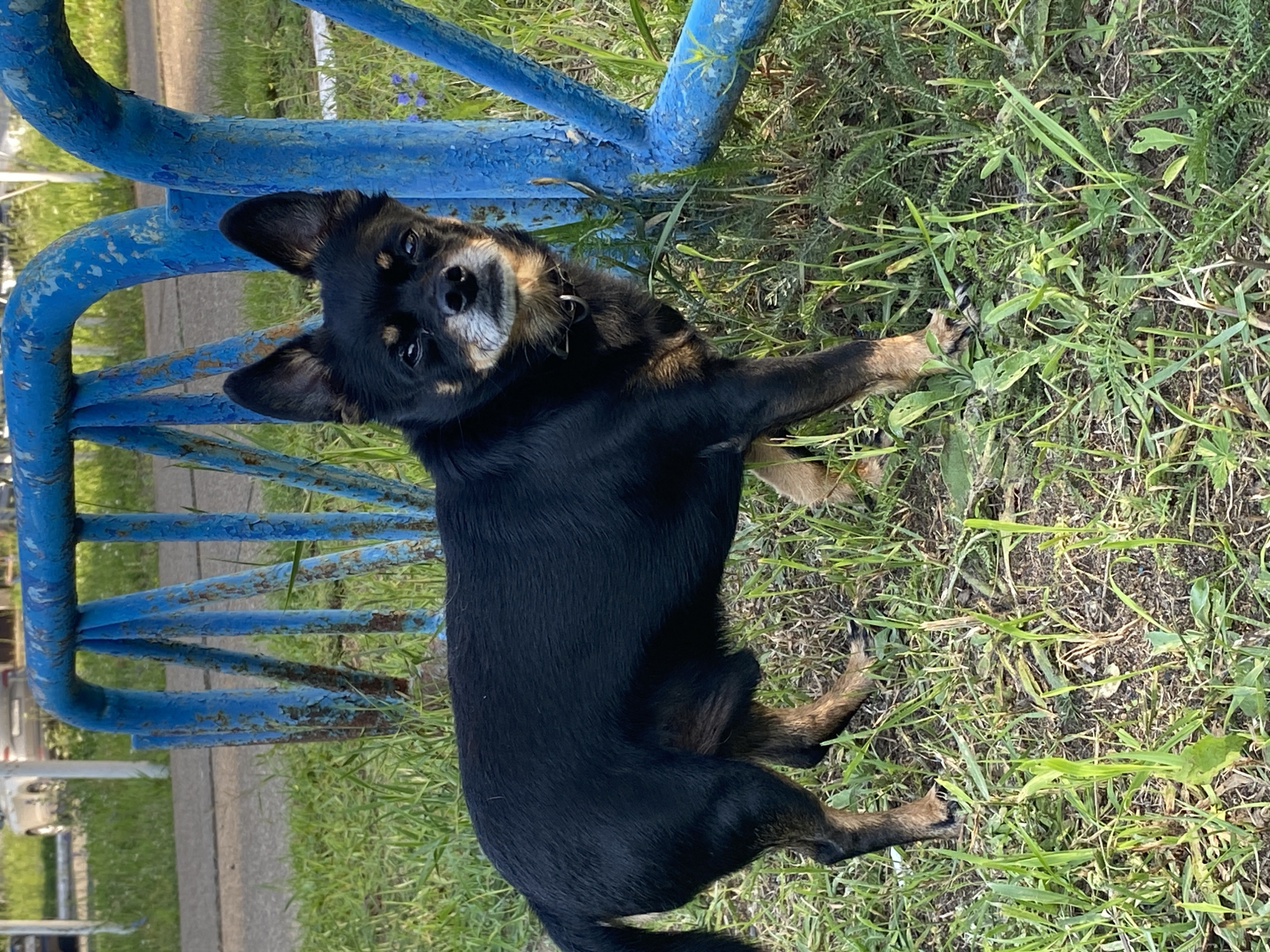 A small, black and tan dog is lying on grass next to a blue metal structure. The dog is facing the camera and has its head tilted slightly. Its ears are perked up, and its eyes are looking directly at the viewer. The dog's fur is short and appears to be a mix of black and tan. Its tail is mostly black with some tan markings. The blue metal structure appears to be part of a fence or a bench, with peeling paint and visible rust in some areas. The grass is green and somewhat overgrown, with some weeds mixed in. In the background, a paved walkway and parked cars are visible, suggesting an outdoor public space. The lighting suggests it is daytime, likely sunny, with shadows visible on the grass and the metal structure. The dog appears relaxed and possibly curious. There is no visible text in the image.