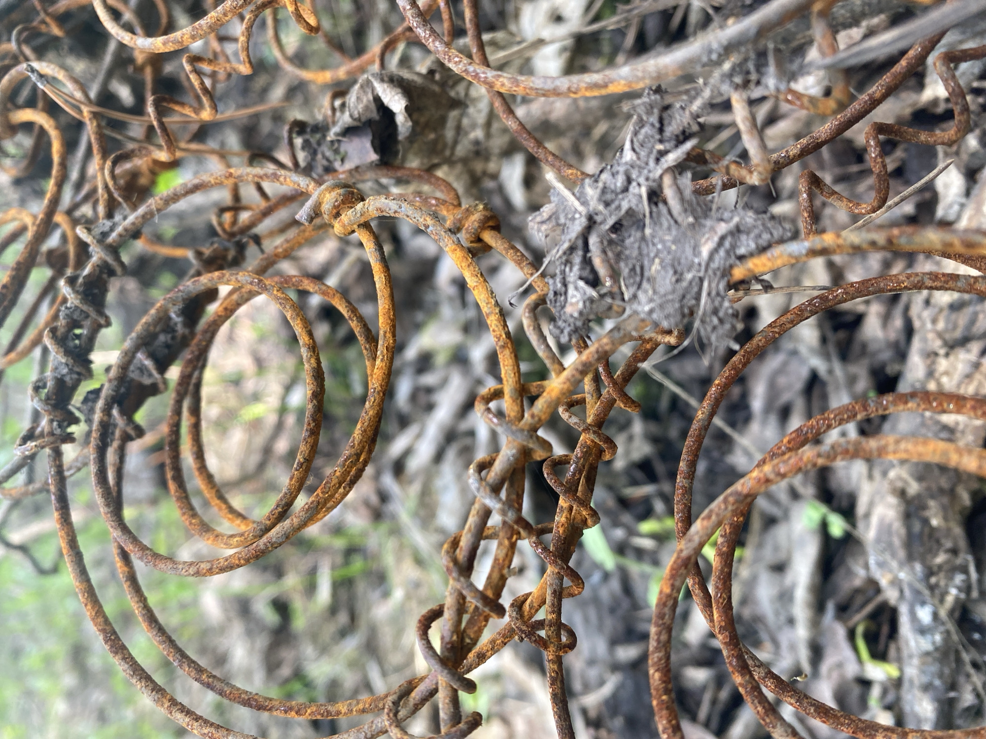 The image shows a close-up of rusted metal springs entangled with dried leaves and other debris. The springs appear to be from an old mattress or furniture, and are heavily corroded. The background consists of blurred vegetation and dirt. There is no indication of the location being Novokuznetsk, Russia, or any other specific place. There are no people visible in the image.