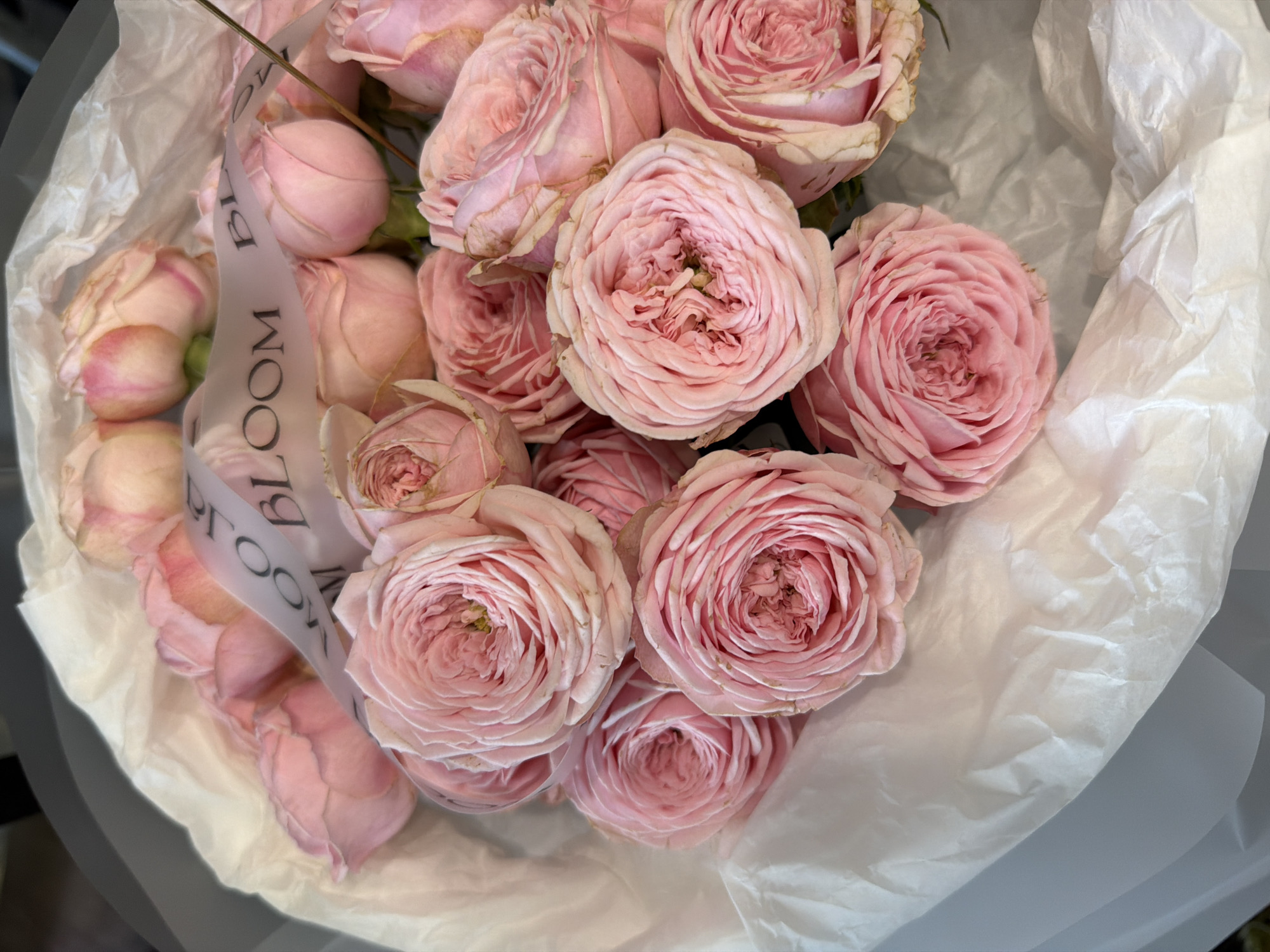 A top-down, medium shot captures a bouquet of pale pink roses. The roses, with their tightly packed, ruffled petals, are arranged in a dense cluster, some fully bloomed and others still in bud. They are wrapped in white tissue paper, which has a slightly crinkled texture. A pale ribbon, semi-transparent, is draped across the flowers and tissue paper. Visible text on the ribbon reads "BLOOM". The lighting appears soft and diffused, suggesting an indoor setting, possibly a florist shop or a home. The overall impression is one of delicate beauty and freshness. The composition focuses solely on the floral arrangement, with no other elements or individuals visible in the frame.