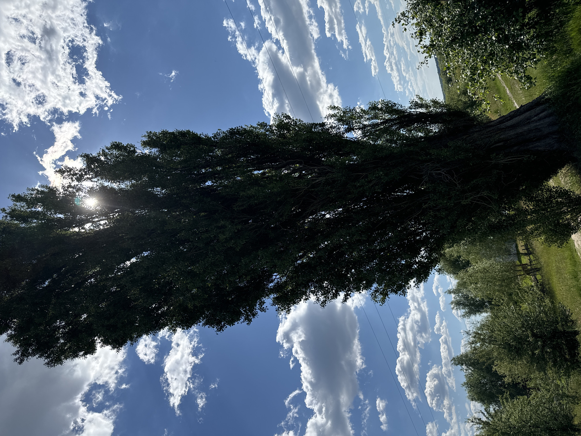 This is a photograph taken outdoors, likely in a rural or park-like setting in Dovhe, Ukraine. The image is oriented vertically, with the sky occupying a significant portion of the frame. Dominating the scene is a large, mature tree with dark green foliage, casting a shadow and partially obscuring the bright sun which is visible as a lens flare.
The sky is a vibrant blue, dotted with fluffy white cumulus clouds. Several power lines are visible stretching across the sky, indicating the presence of human infrastructure within the natural landscape.
Below the canopy of the large tree, a grassy field is visible, with more trees and foliage lining the far side of the field. A wooden fence runs along the edge of the field, suggesting it may be a pasture or a boundary. The lighting suggests it is daytime, possibly late morning or early afternoon, given the brightness of the sun. The weather appears clear and pleasant, with the sun shining through a scattered cloud cover.
There is no discernible activity or event taking place in the image; it appears to be a static shot of a natural scene. No people or text are visible. The overall impression is one of a serene, sunlit day in the Ukrainian countryside.