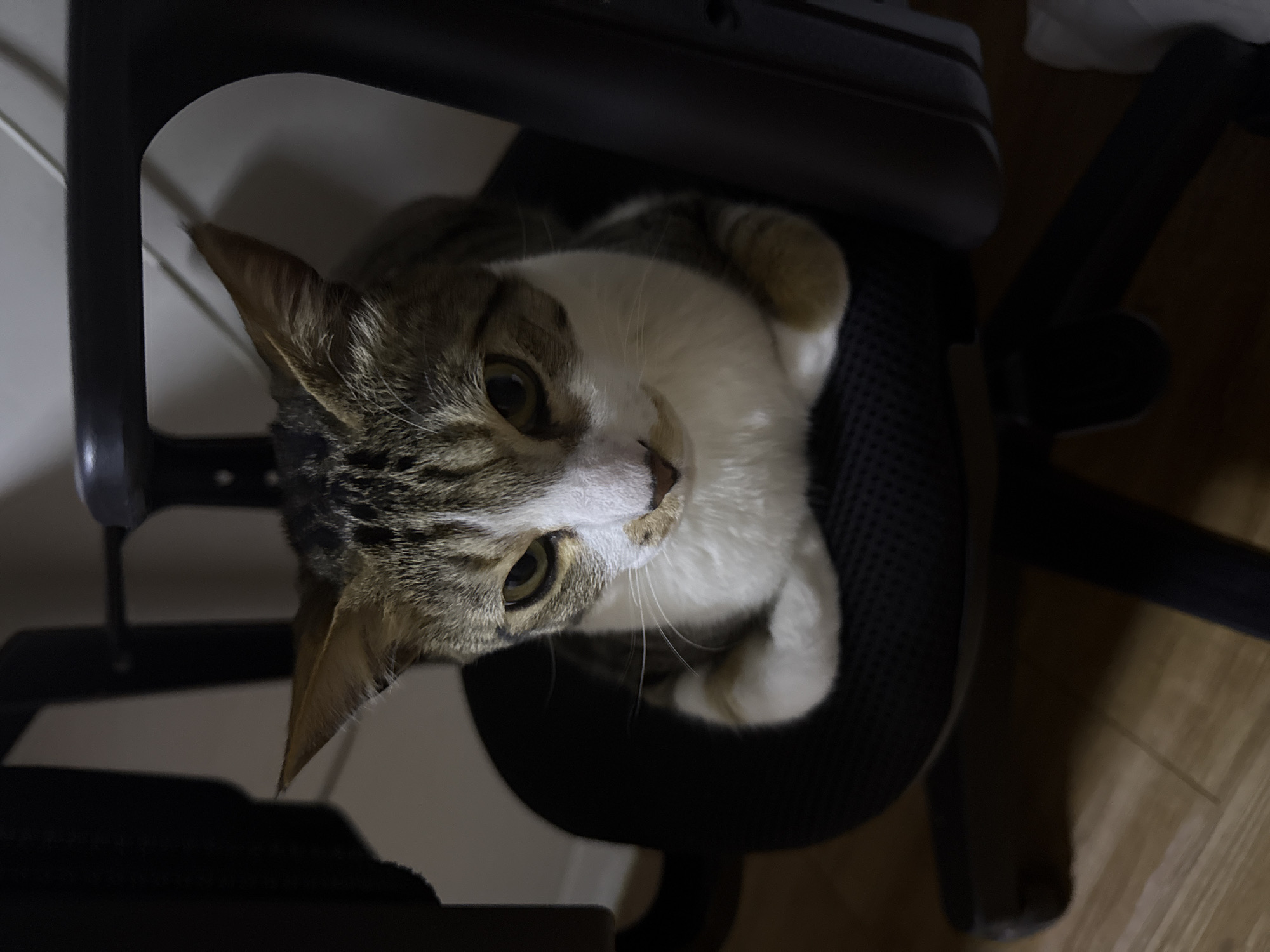 A tabby and white cat is sitting in a black office chair with its paws tucked underneath. The cat is facing forward and looking at the camera with green eyes. The background is a plain white wall. The scene appears to be indoors in a residential setting, possibly an office or living room. There are no people or other animals visible in the image. The lighting is dim, with a light source coming from the right side of the frame. The overall impression is one of a comfortable and relaxed cat in its usual environment. There is no information about the location in Gwangju, South Korea.