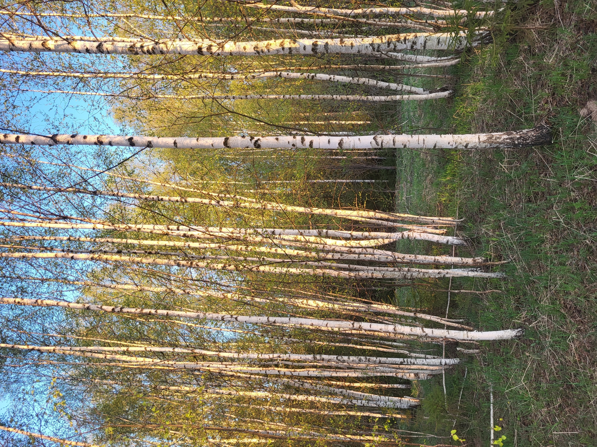 The image shows a dense birch forest in Зипуново, Russia. The white trunks of the trees stand out against the green undergrowth of grass and sparse vegetation. The trees are tightly packed, creating a visual rhythm of vertical lines. Some trees have small green leaves, suggesting it is either spring or summer. The sky is visible through the upper branches.