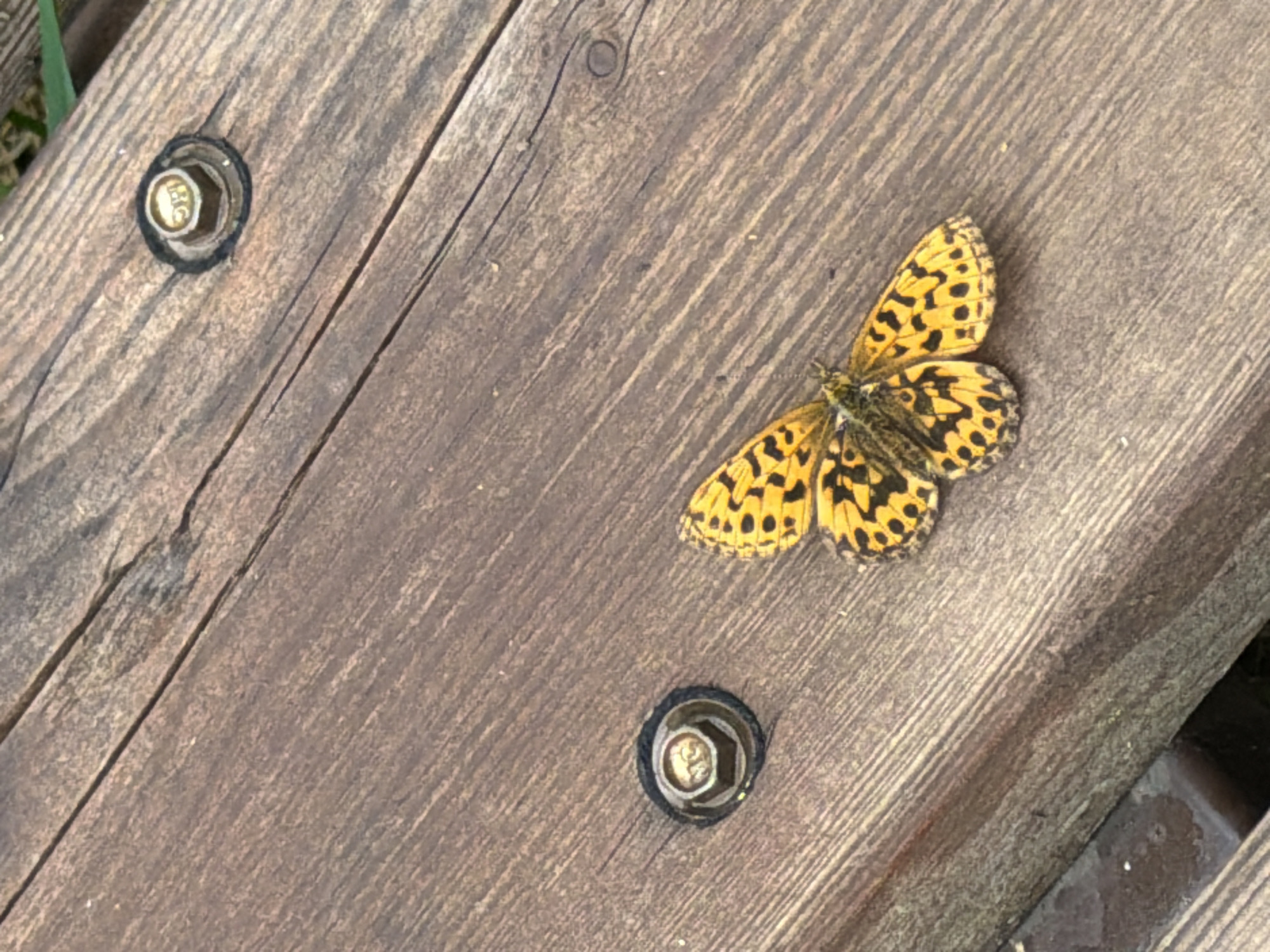 A butterfly with yellow and black markings rests on a weathered wooden surface. The surface is made of planks, oriented diagonally from the top left to the bottom right of the frame. Two bolts are visible, securing the planks. The top bolt, on the left side of the image, is partially obscured by shadow. The bottom bolt, also on the left, is clearly visible. The butterfly is positioned in the upper right quadrant of the image, its wings spread open, displaying its patterned scales. The wood shows signs of age, with visible grain and some discoloration, suggesting it may be outdoors. The lighting appears natural, indicating daytime. The background, to the far left, shows a hint of green foliage. The overall impression is a close-up, still-life capture of nature interacting with a man-made structure.