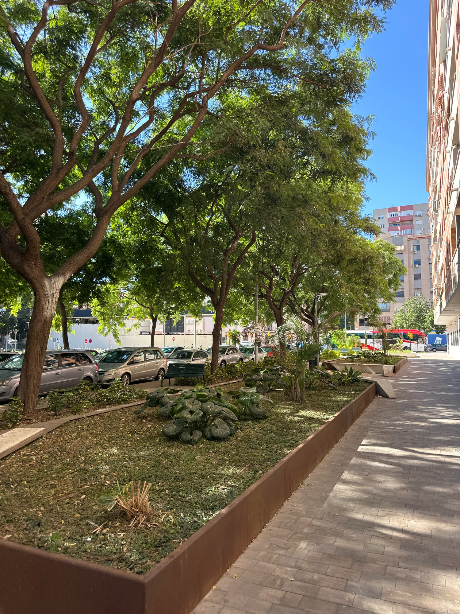 The image depicts a street scene in Málaga, Spain, with a focus on a tree-lined sidewalk. Large trees with lush green foliage are on the left side of the image, casting shadows on the paved walkway. Parked cars, mostly silver, are visible along the street adjacent to the trees. A planter box with greenery separates the sidewalk from the parked cars. In the background, buildings of varying heights and architectural styles can be seen, with some featuring balconies and windows. The sky is clear and blue, indicating a sunny day. A red and white bus is visible further down the street, and a few people can be faintly seen in the distance. The overall impression is an urban environment with elements of nature integrated into the cityscape.