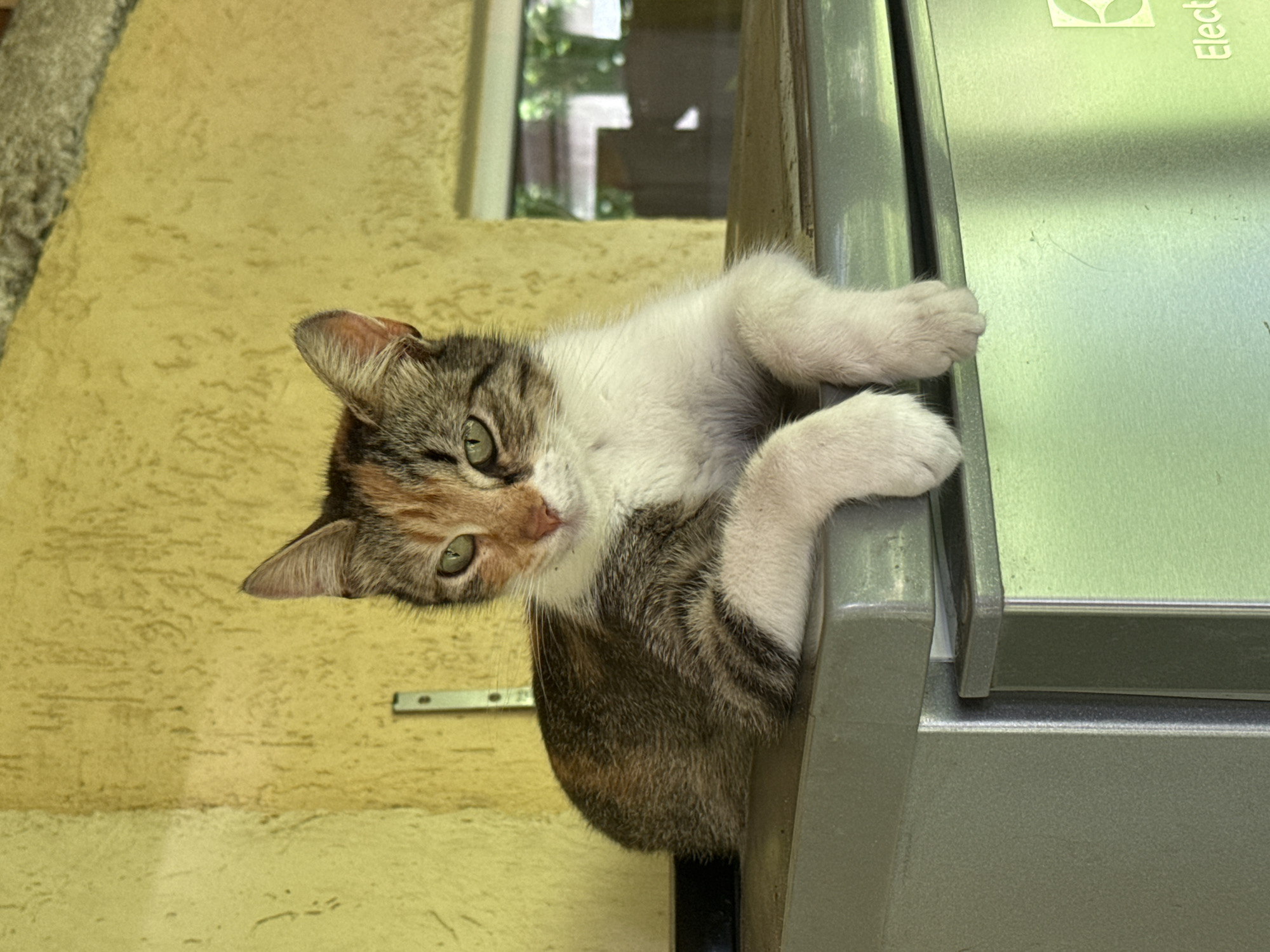 In Busmantsi, Bulgaria, a calico cat rests on a silver appliance, likely outdoors. The cat is positioned on the upper surface of the appliance, with its front paws casually extended forward. Its fur displays a mix of white, brown, and black patches, and it has green eyes. The background features a textured yellow wall with a metal bracket and a window showing greenery and structures outside. The appliance itself is metallic and appears to be part of a larger unit, possibly an outdoor kitchen appliance or industrial equipment.
