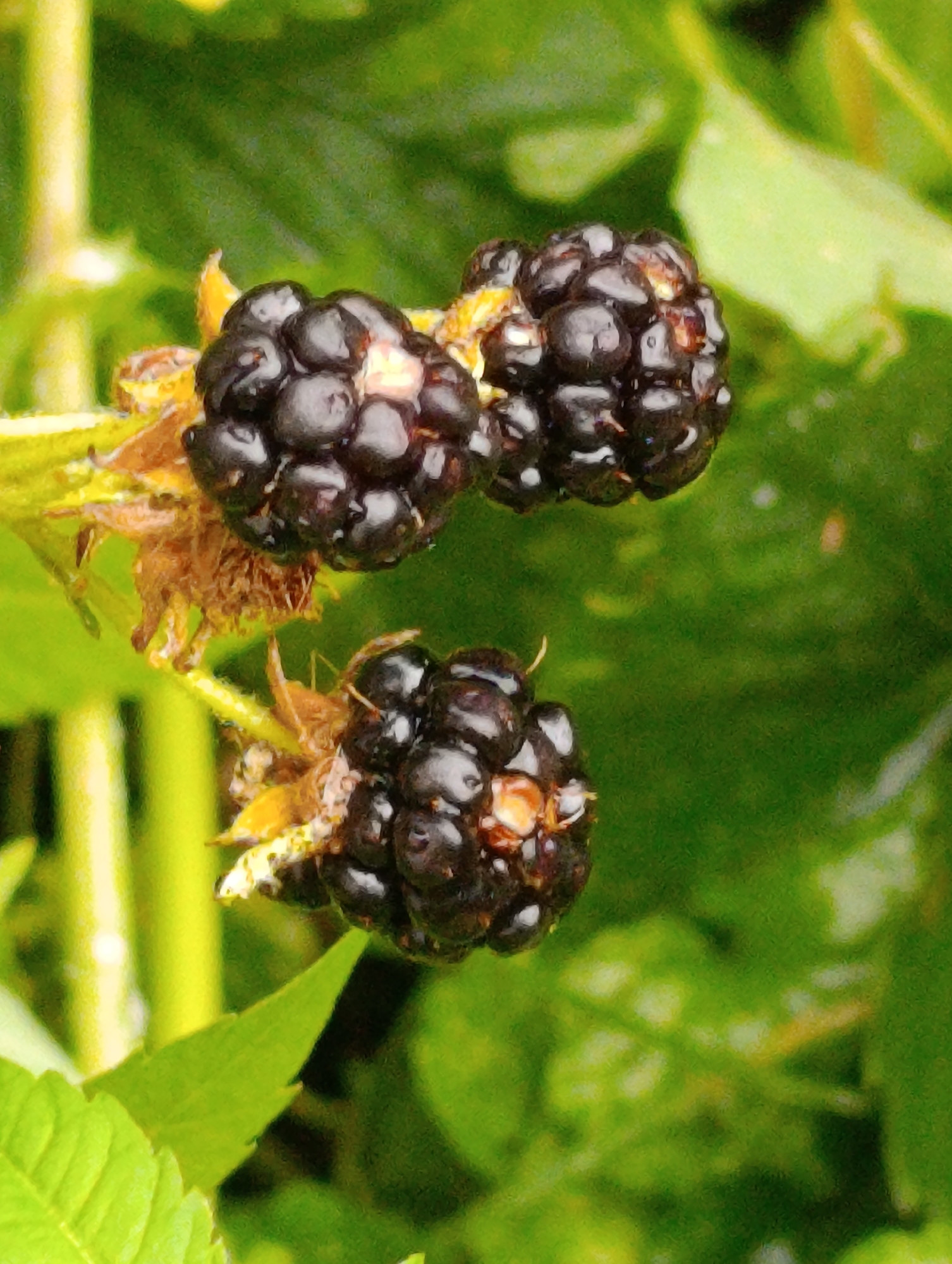 The image displays a close-up, shallow-depth-of-field view of two clusters of ripe blackberries on a plant. The blackberries are dark purple to black, with individual drupelets clearly visible, some glistening with moisture. They are attached to a stem with dry, brown remnants of flowers and sepals. The background consists of blurred green foliage, suggesting an outdoor, natural setting. There is no indication of the city of Fastiv, Ukraine, within the image content.