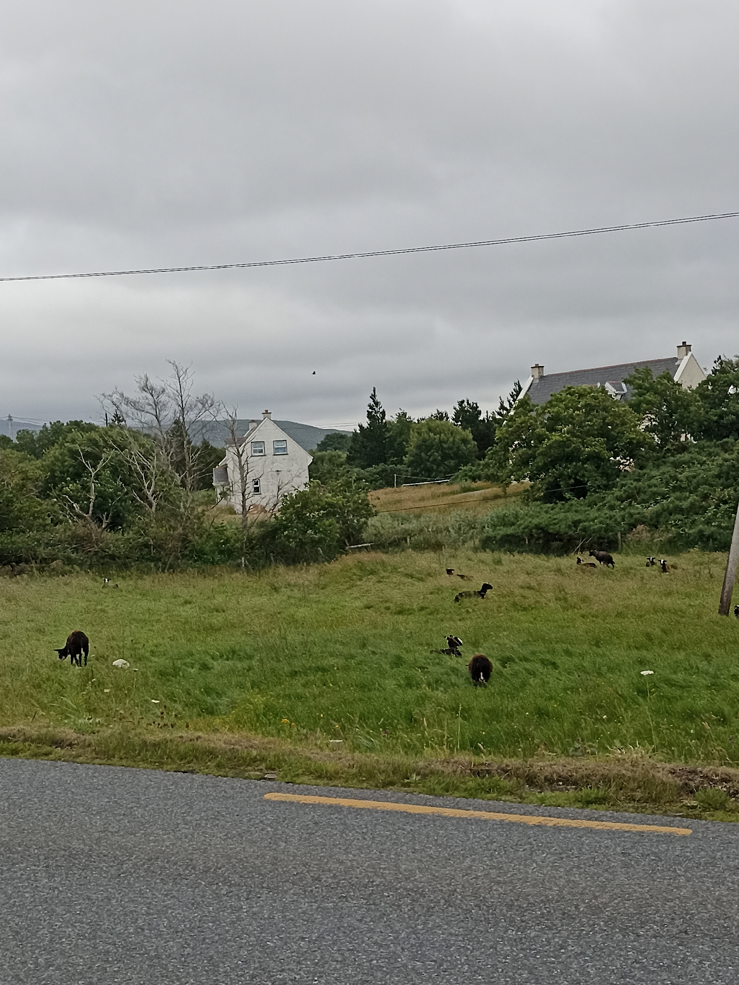 The image depicts a pastoral scene in Ranafast, Ireland, under a cloudy sky. A paved road with a yellow dividing line runs across the foreground. Beyond the road, a lush green field slopes upwards, populated by several black sheep grazing and moving about. In the mid-ground, a cluster of trees and vegetation partially obscures two white buildings with grey roofs and chimneys. The larger building on the left appears to be a two-story house with visible windows. Further back, more trees and hills are visible, suggesting a rural setting. A single black bird is visible in flight against the overcast sky. The overall impression is one of a quiet, rural landscape.