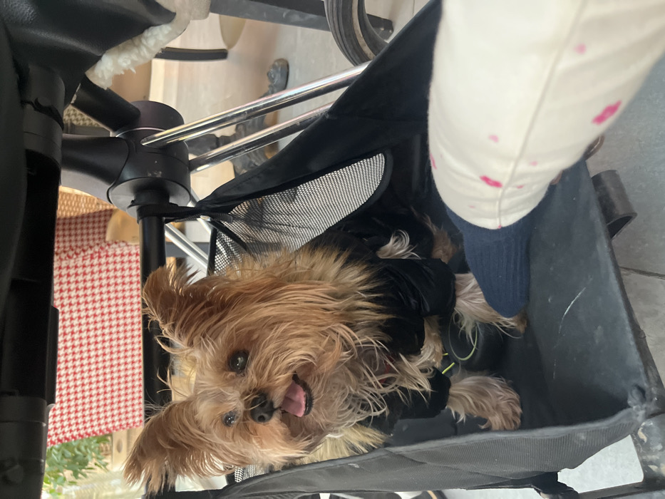A small, long-haired Yorkshire Terrier dog, wearing a black puffer jacket with a faux fur collar and a visible red collar underneath, is seated within a black fabric pet carrier. The dog faces forward, its mouth slightly open with a pink tongue visible, and its dark eyes are directed towards the left of the frame. A human lower leg, clad in a dark blue sock and light-colored trousers with multiple pink splatter-like marks, is positioned in the bottom right foreground, partially extending into the carrier. In the background, a red and white patterned fabric, consistent with upholstery, is visible, along with metallic chair or table supports and light-colored flooring. The scene is located within an establishment in Khimki, Russia, indicative of an indoor or sheltered outdoor public space such as a cafe or restaurant.