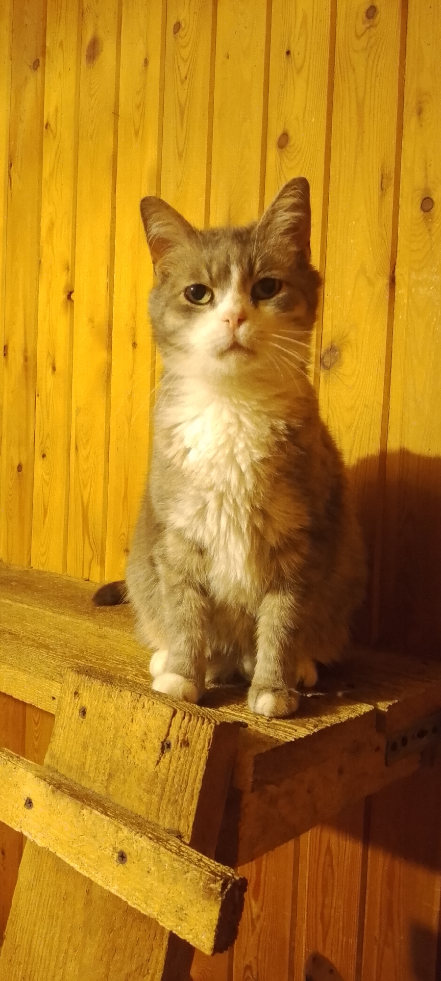 A grey and white cat sits facing forward on a wooden shelf. The cat has green eyes and white paws. The background consists of vertical wooden planks. The shelf is made of rough, yellow-painted wood. The image is taken indoors in Belgorod, Russia.