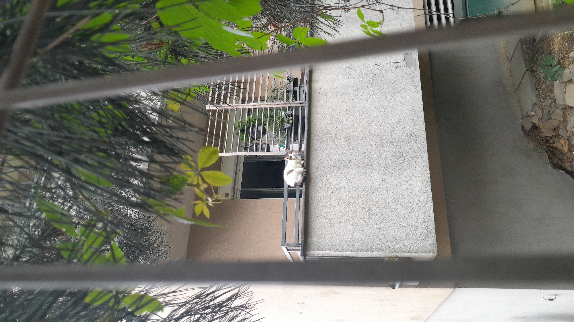 A cat is seen resting on a balcony railing in front of a window on an apartment building. The cat is white with patches of brown. The balcony has potted plants behind the cat. The image is taken from behind a fence and through some foliage. The building has a light brown exterior wall and a gray concrete balcony.