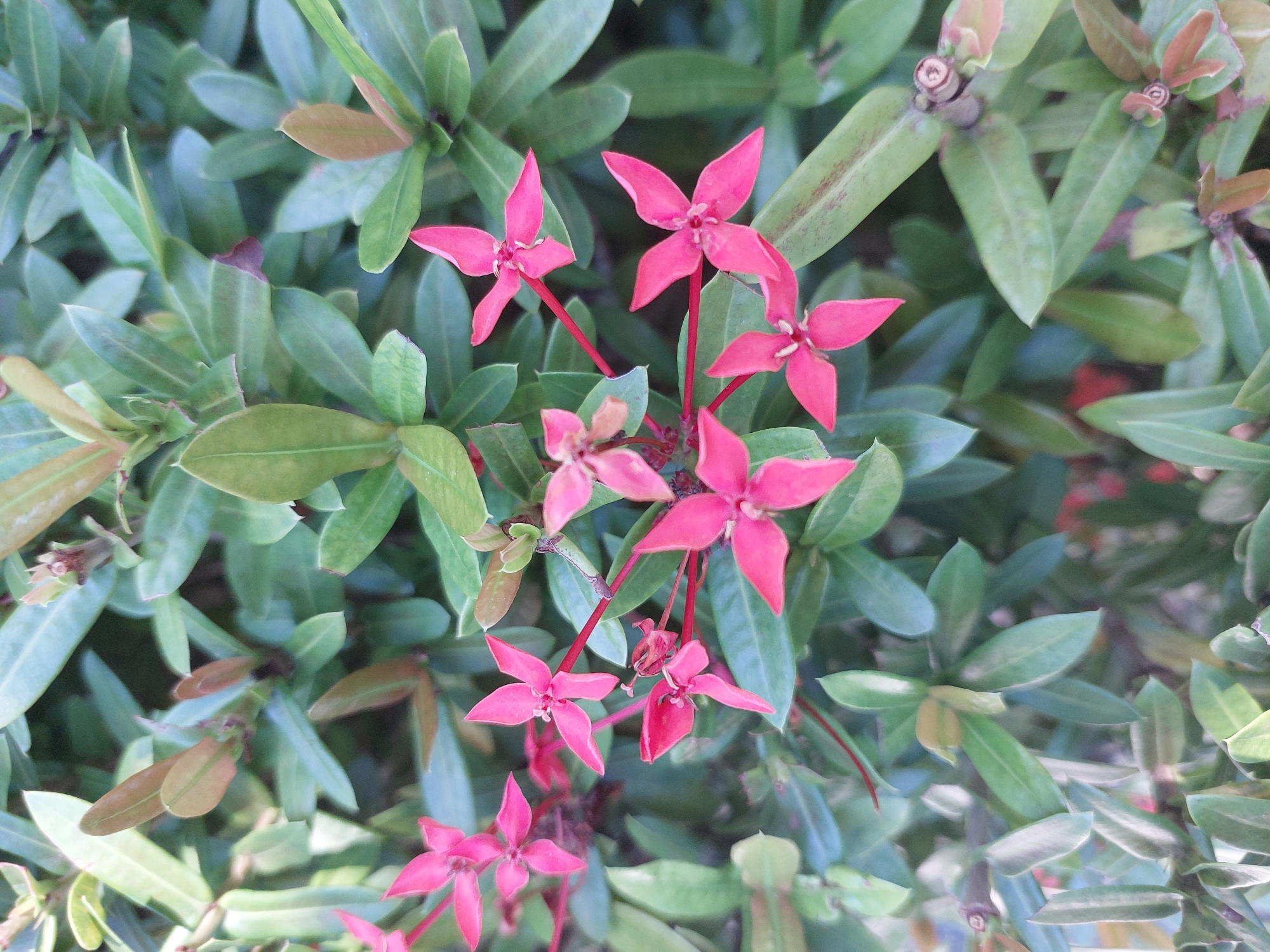 The image is a close-up, top-down view of bright pink Ixora flowers against a backdrop of dark green leaves. The flowers are star-shaped with four petals and appear to be in various stages of bloom. The leaves are glossy and have a slightly pointed shape. The lighting suggests an outdoor setting, likely during daylight hours. The scene is devoid of people or any discernible urban elements, making it difficult to pinpoint a specific location within Baan Mae Nam, Thailand, without further context. The focus is entirely on the natural beauty of the flowering plant.