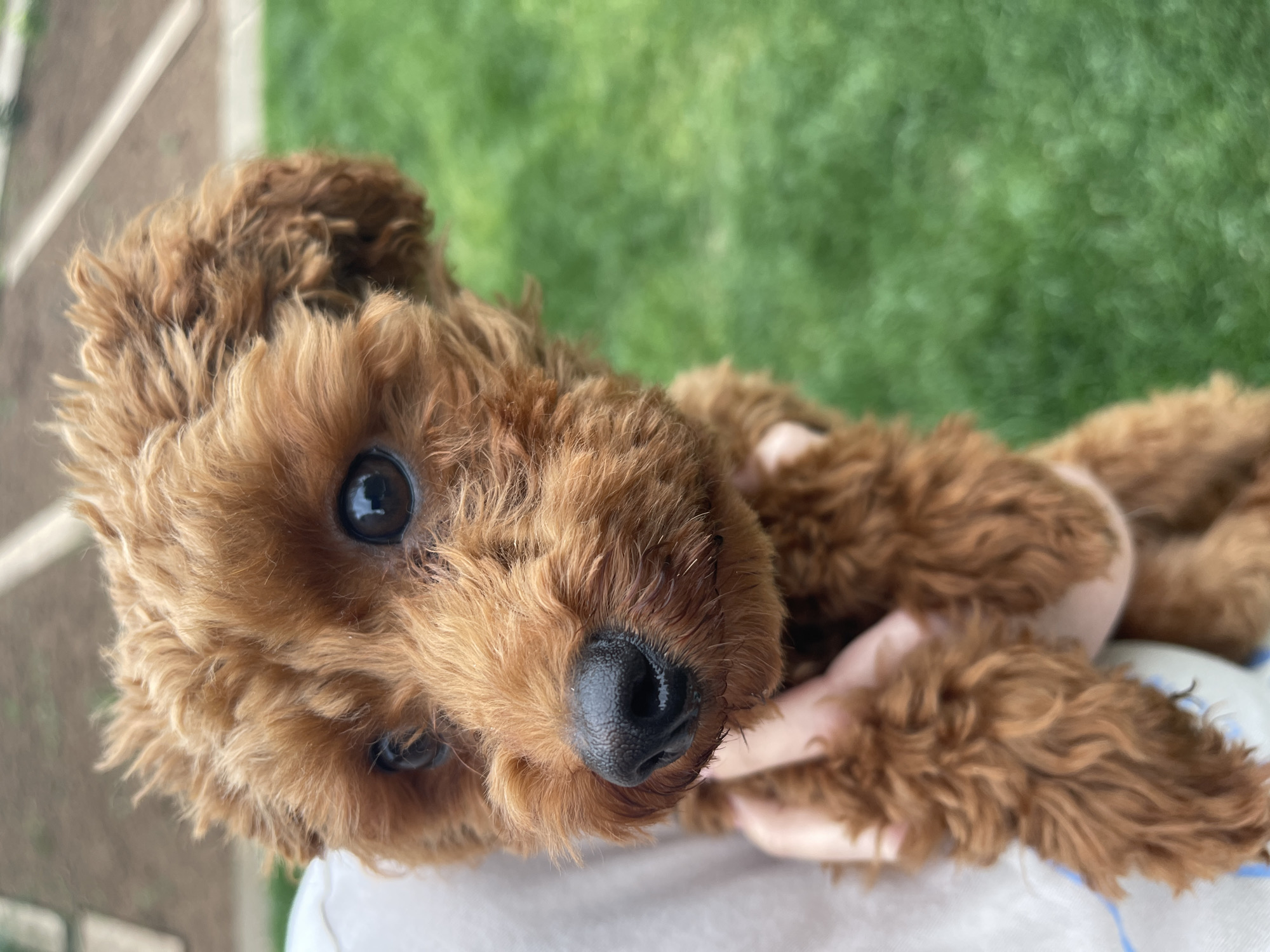 A close-up, high-angle shot shows a small, reddish-brown poodle-type dog held by a person. The dog's face is prominent with a shiny black nose, dark eyes, and curly fur. The background is a blurred green, suggestive of grass. The person's hands and portions of a light-colored garment are visible. The exact location in Sofia, Bulgaria is not discernible from this image.