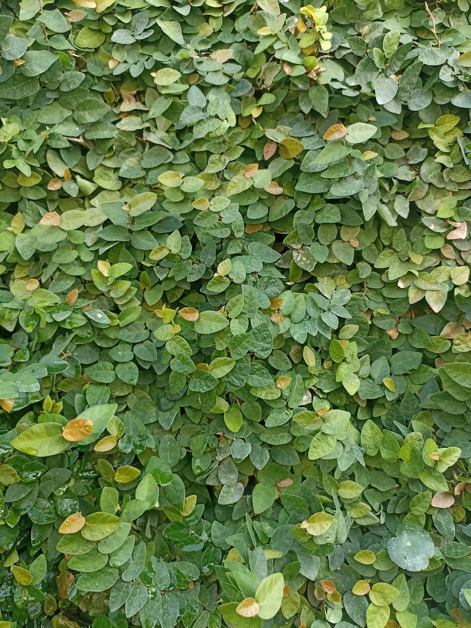 The image shows a dense wall covered in Ficus pumila, commonly known as creeping fig. The leaves are small, heart-shaped, and a vibrant green, with some older leaves displaying hints of brown and yellow. The plant creates a textured, living facade, obscuring the underlying wall. Water droplets are visible on some of the leaves, suggesting recent rainfall or dew. The lighting is even, indicating it may be overcast or the image was taken in the shade. There are no people or specific landmarks visible that would tie the image to Takeranklating, Indonesia, beyond the user's prompt. The scene is static and focuses solely on the natural growth of the plant.