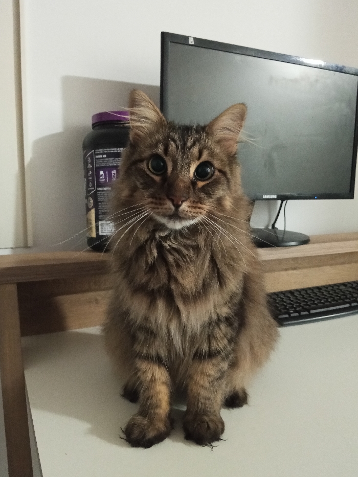 A brown tabby cat with long fur sits attentively on a white desk. Its large, round eyes stare directly at the viewer. Behind the cat are a black protein powder container, a wooden shelf, and a black computer monitor. A black keyboard is visible to the cat's right. The lighting is soft, casting shadows on the wall behind the cat.