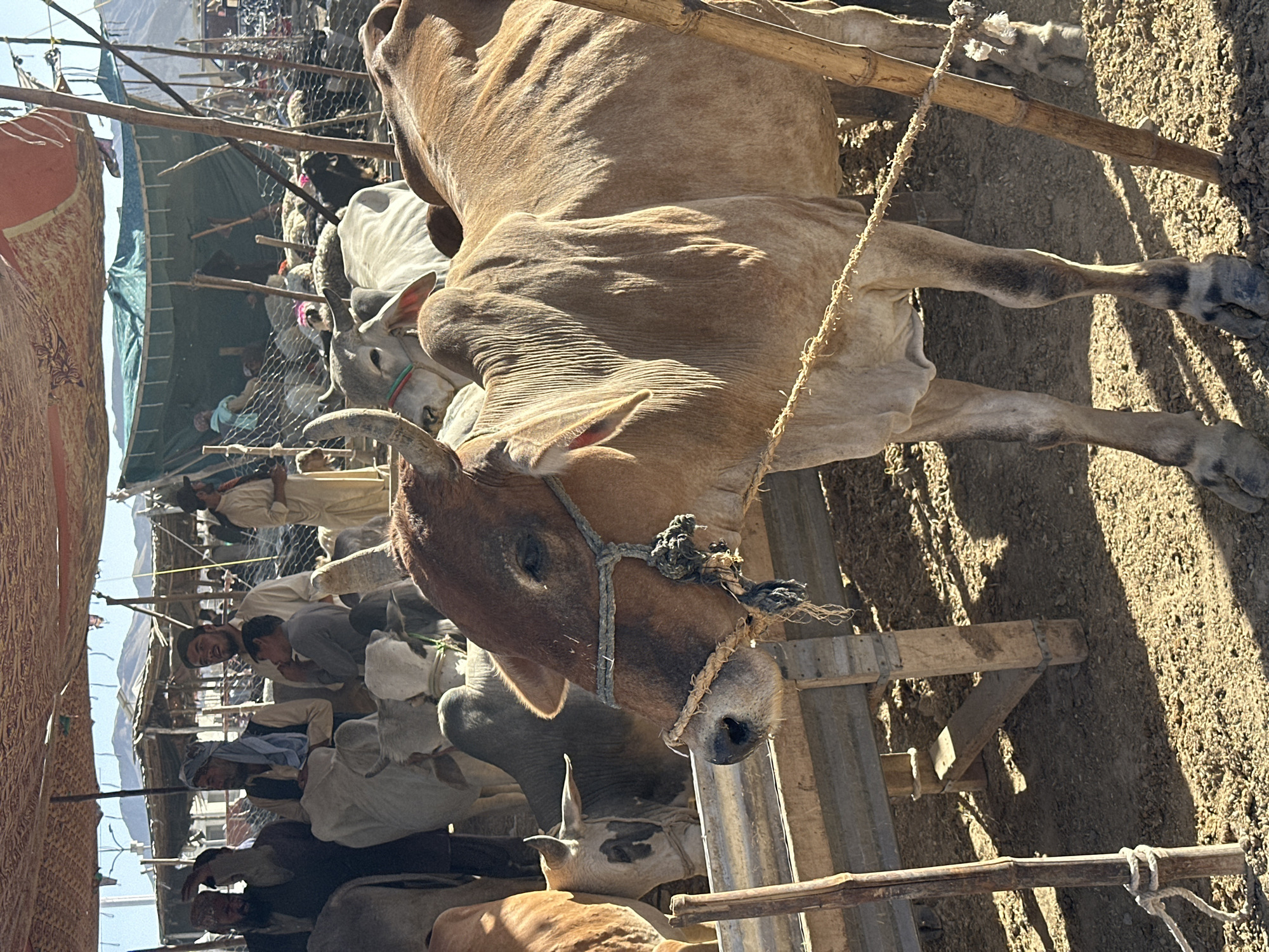 The image shows a busy cattle market scene in Quetta City Tehsil, Pakistan. Several brown and white cows are tightly packed together, some restrained by ropes. People dressed in traditional clothing are visible among the livestock, possibly herders or buyers. The environment appears dusty and dry. Makeshift structures or temporary stalls are present, suggesting a market setup. A wooden structure, possibly a feeding trough, is near one of the cows. The light is bright and sunny.