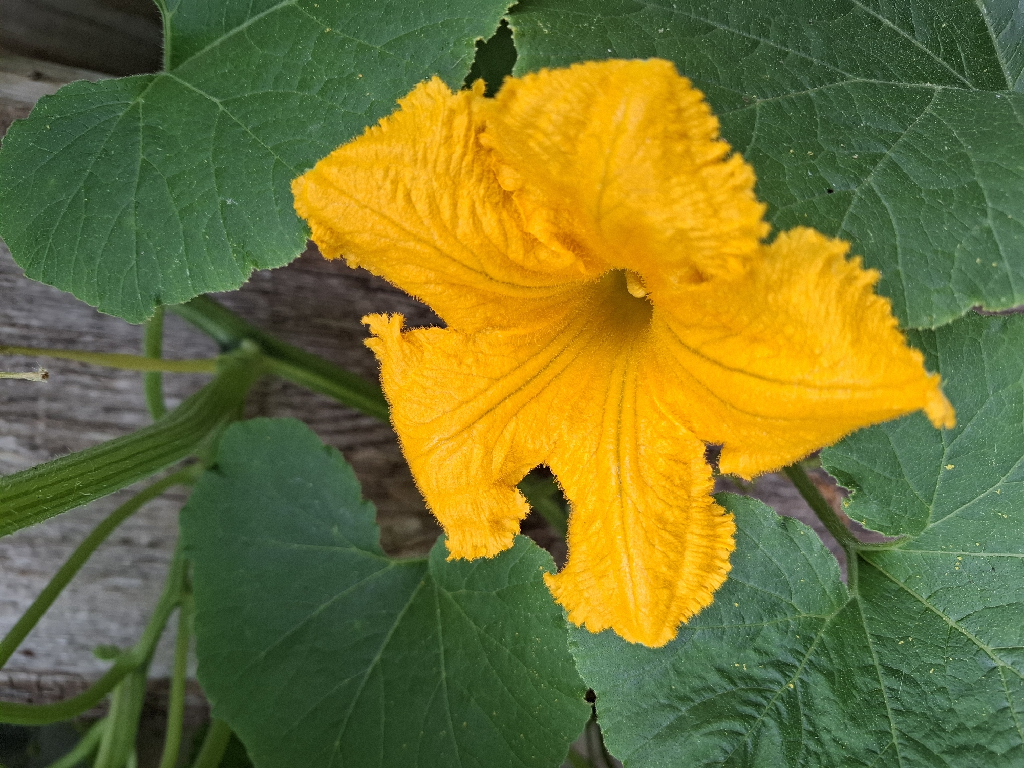 A bright yellow squash blossom with fuzzy petals is prominently displayed against a backdrop of large, dark green leaves and a weathered wooden fence. The blossom's center is a darker yellow, leading into a small, dark opening. The leaves are textured with visible veins and small yellow speckles, possibly pollen. Several green squash vines are also visible, weaving through the leaves and towards the fence. The image appears to be a close-up, nature-focused photograph. There is no indication of a specific location within the city of Tyumen, Russia, or any people present.