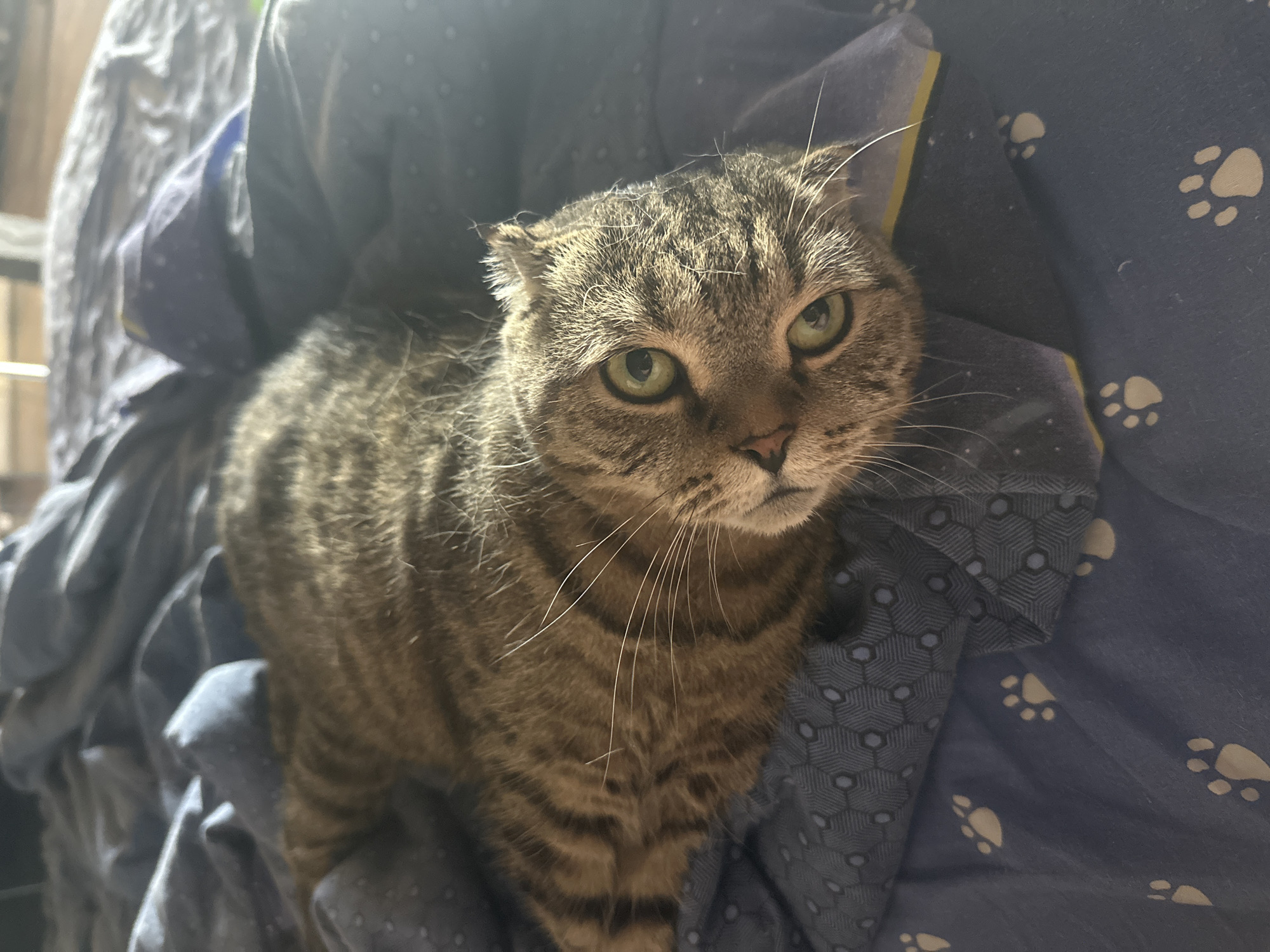 A tabby cat lies on a blue blanket with a paw print pattern. The cat is facing the camera with its head tilted, displaying its green eyes and striped fur. Sunlight shines on the cat, creating a warm glow. The background consists of rumpled bedding and a hint of furniture. The scene is indoors, likely in a bedroom, with no indications of its specific location in the city of Virki, Russia.