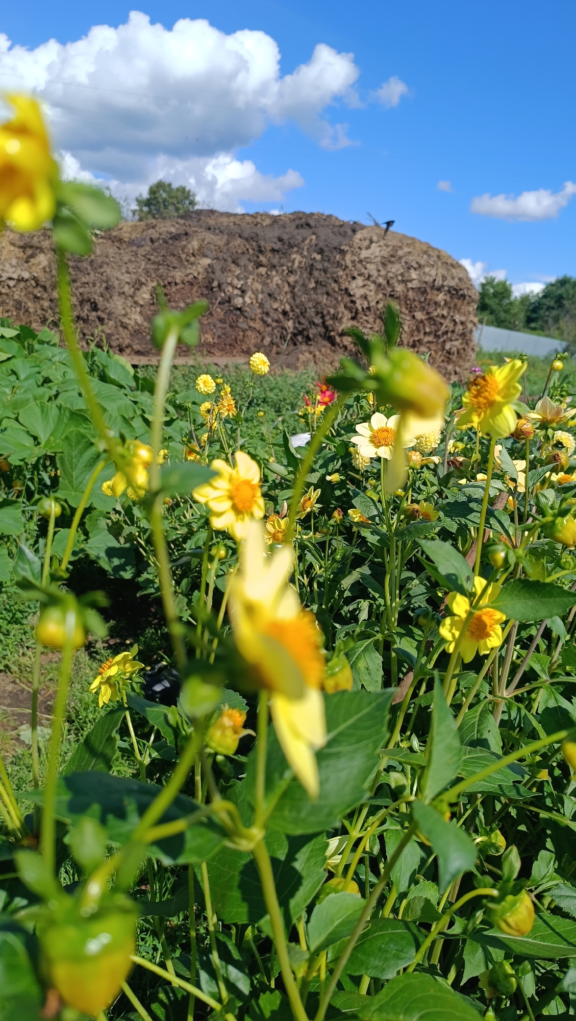 The image depicts a close-up view of yellow flowers in a garden setting. In the background, a large, rounded mound of what appears to be compost or hay is visible under a blue sky with scattered white clouds. Green foliage from other plants surrounds the flowers. The overall scene suggests an outdoor agricultural or garden environment, possibly in Karsha, Russia, given the context. There are no people or animals clearly visible in the image. The focus is on the vibrant yellow flowers and the natural elements of the landscape.