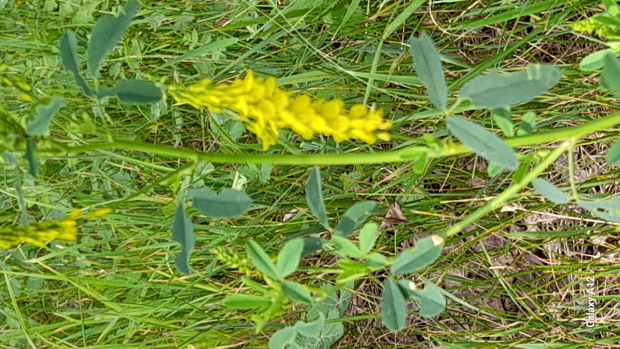 The image shows a close-up of a yellow flower cluster on a green plant stem, surrounded by green grass. The flower cluster is elongated and composed of many small yellow petals. Several green leaves with serrated edges are visible on the plant. The background is filled with out-of-focus green grass and some dry grass stalks. The lighting appears to be natural daylight, casting soft shadows. There are no people or animals in the image. The bottom left corner of the image shows the text "Galaxy A12", indicating the device used to capture the photograph.