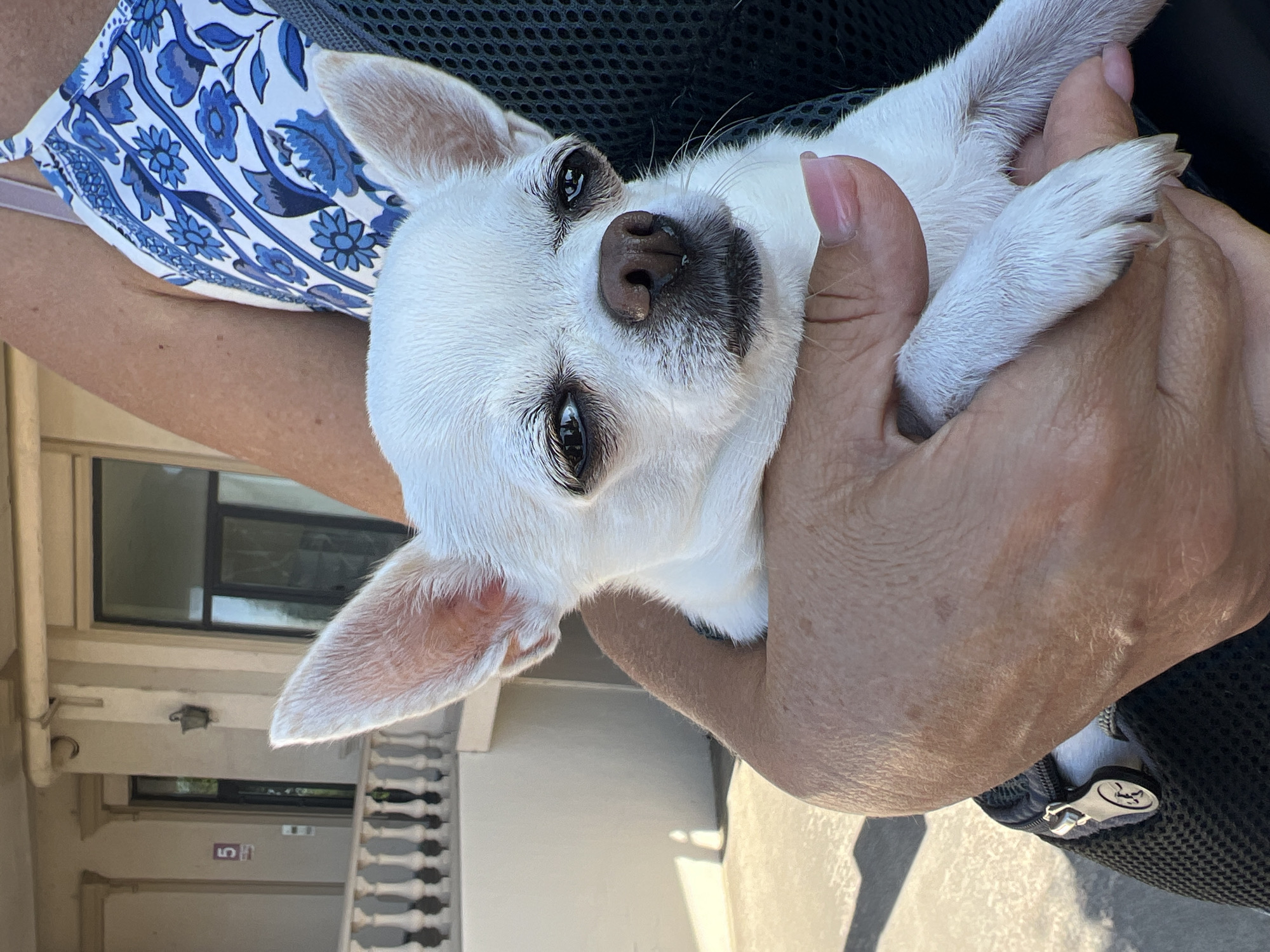 A white chihuahua dog is being held in someone's arms. The dog has large ears and dark eyes. The person holding the dog is wearing a blue and white patterned top. The background appears to be an outdoor setting with a building and a railing. The image is taken outdoors during the day, with sunlight casting shadows on the ground. The location is described as Fontanka, Ukraine.