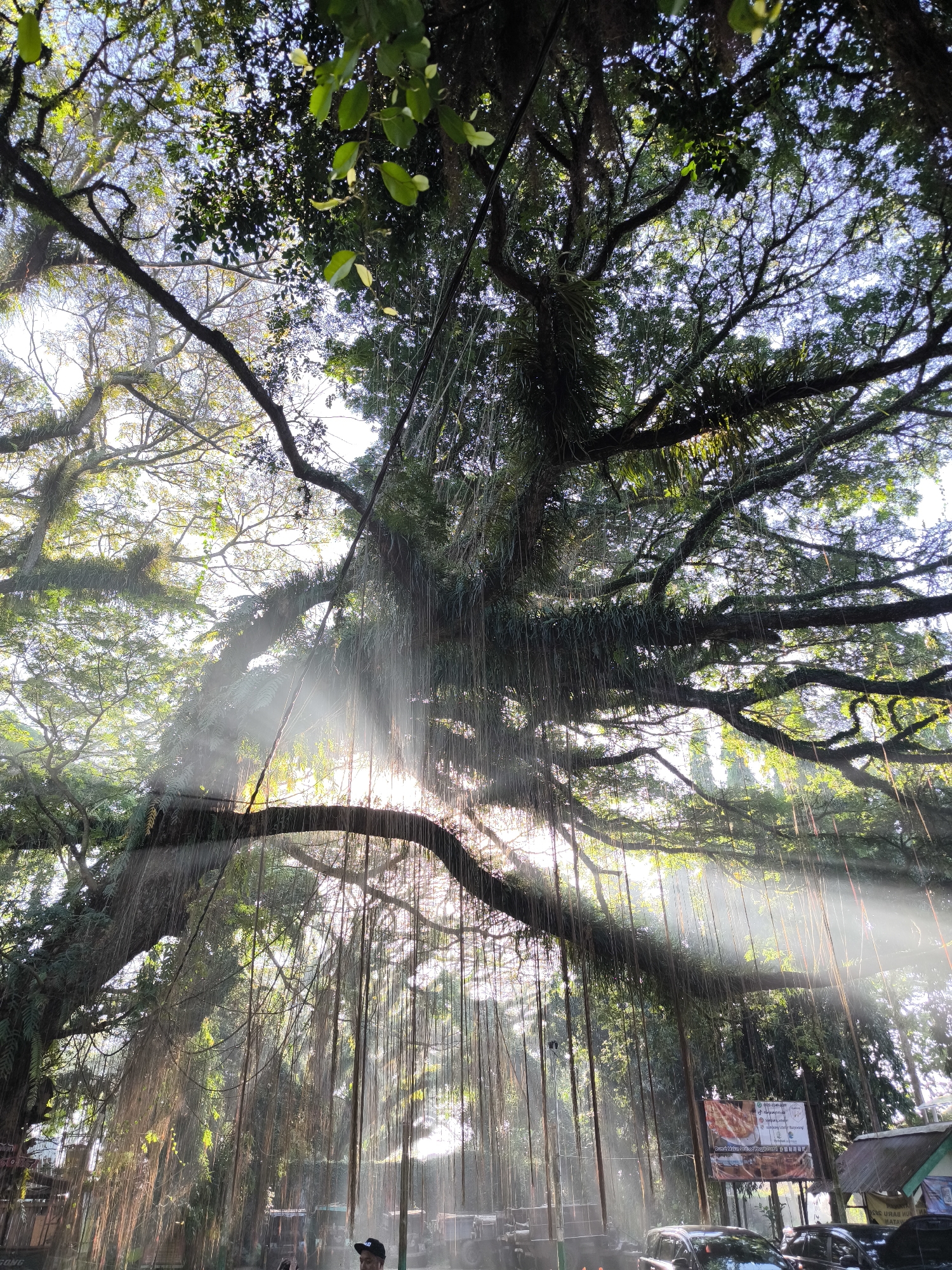 The image is a low-angle shot looking up into the canopy of a large banyan tree in Benculuk, Indonesia. Sunbeams are streaming through the branches and aerial roots, creating a hazy, ethereal effect. The tree's dense foliage is a mix of green leaves and mossy growth. In the background, out-of-focus elements suggest a street scene with vehicles, including cars and what appears to be a motorcycle, and small structures. One person, wearing a dark cap, is partially visible in the lower right corner. A sign with text and images is mounted on a pole on the right side of the frame. The overall impression is one of natural beauty illuminated by the sun.