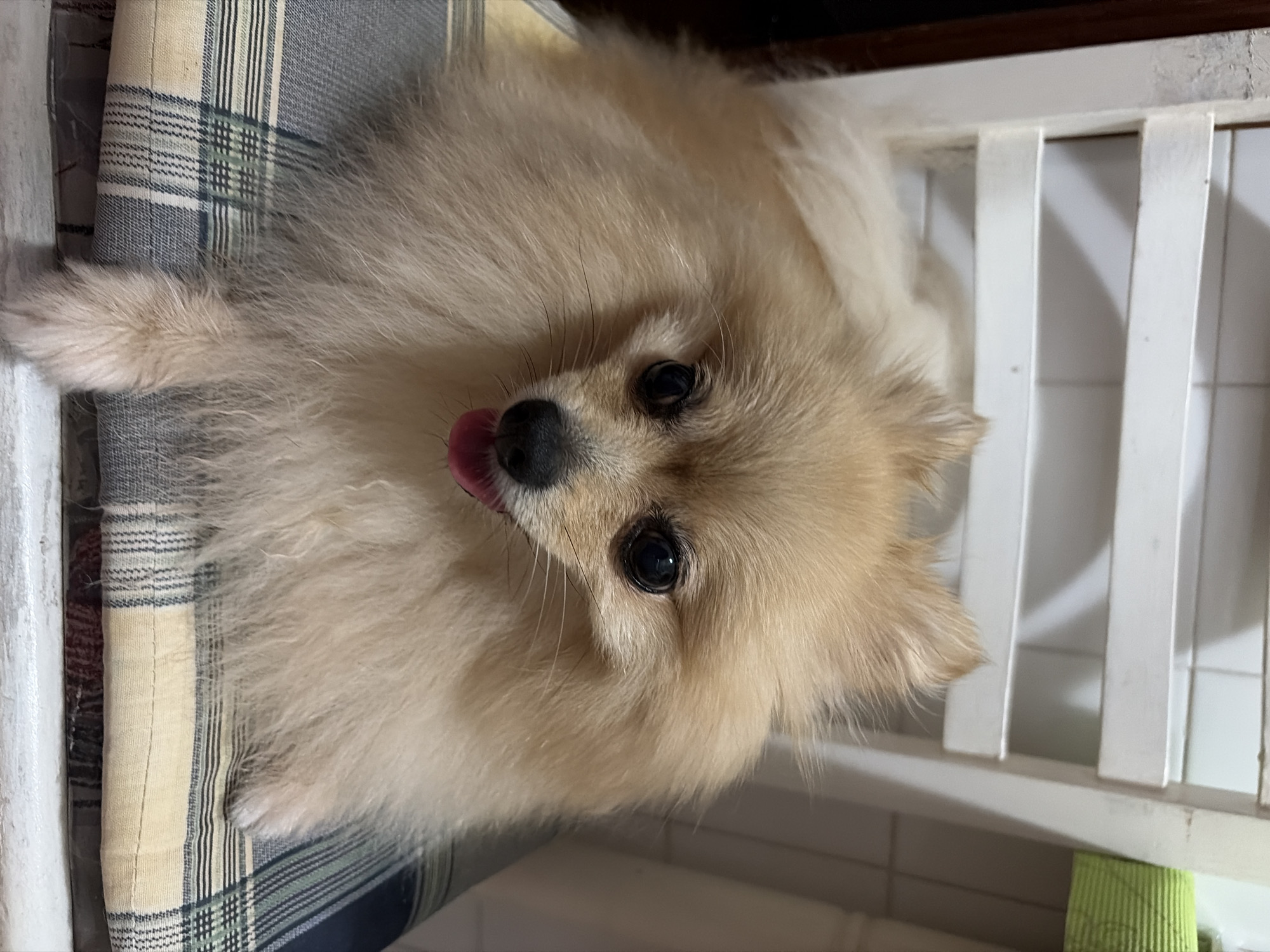 A fluffy Pomeranian dog with light brown fur is sitting on a chair with a patterned cushion. The dog's tongue is sticking out slightly. The chair appears to be made of white wood. The background shows vertical white slats, possibly part of a shutter or blinds. The scene is indoors.