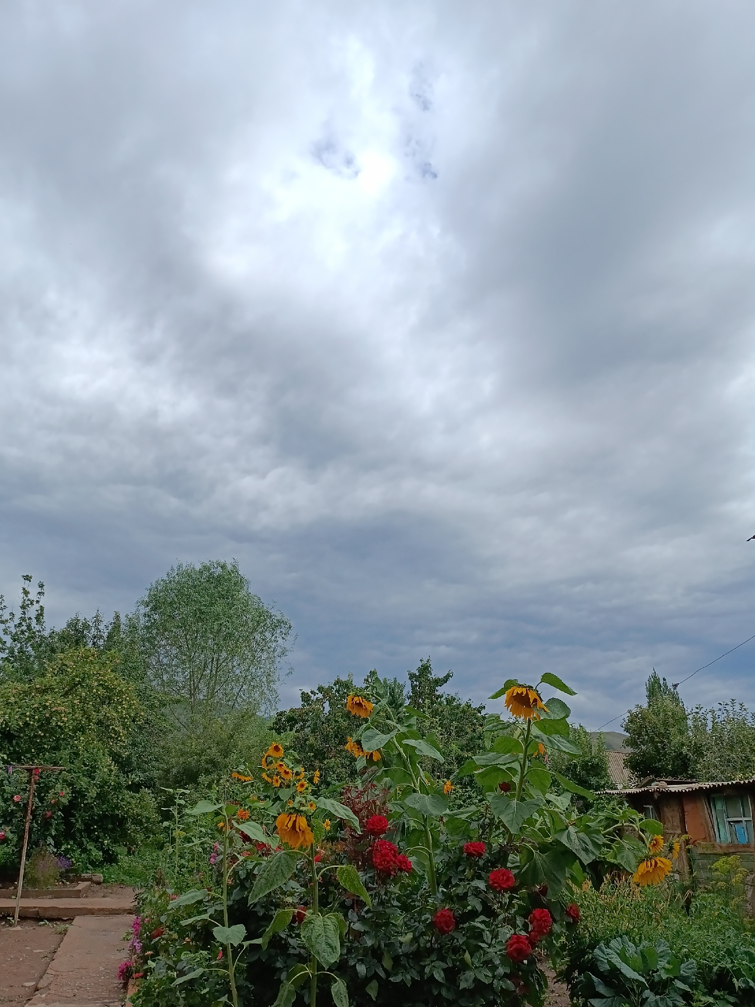 A cloudy sky looms over a vibrant garden in Kyzyl-Suu, Kyrgyzstan. The foreground is dominated by a colorful array of flowers, including large sunflowers with drooping yellow heads and clusters of red roses. The garden appears lush and well-tended, with green foliage and other blooming plants. In the background, trees and a rustic, weathered building with a corrugated metal roof are visible. The overall impression is one of a peaceful, rural setting, showcasing the beauty of nature under a dramatic sky.