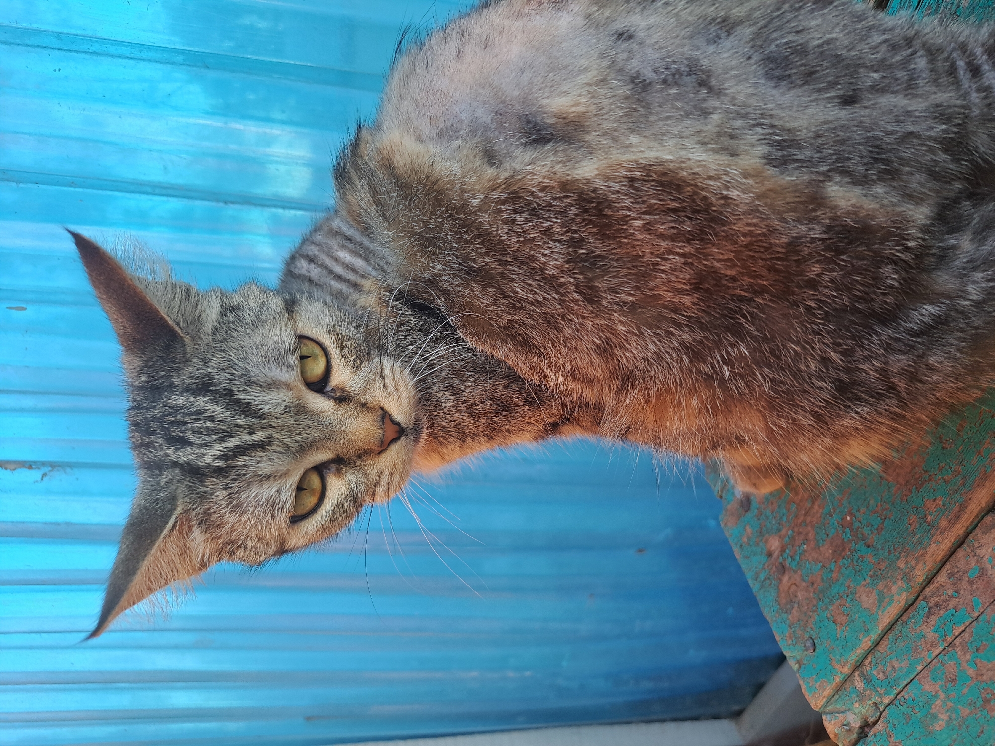 A medium shot shows a domestic cat with tabby markings and yellow eyes sitting on a weathered, teal-painted wooden surface. The cat is looking to the left, away from the camera, with its body turned towards the viewer. The background consists of a bright blue corrugated metal surface. The cat's fur appears somewhat patchy or shaved on its back. The image is taken outdoors.