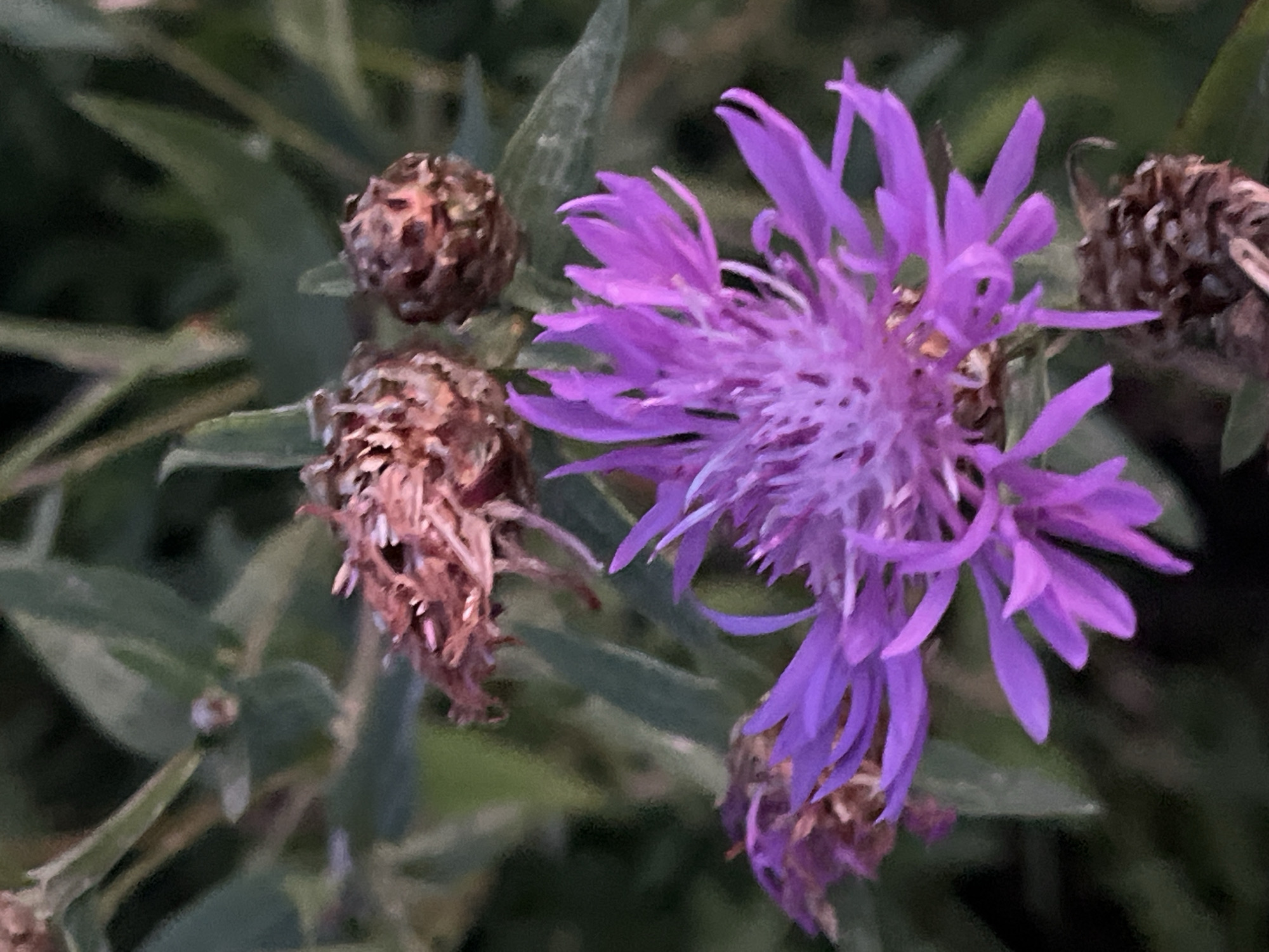 The image is a close-up, outdoor shot of a purple flower with delicate, spiky petals. The flower is in focus and is the main subject. Several dried seed heads or flower buds, with a brown, textured appearance, are visible above and to the left and right of the purple flower. The background is blurred, showing green foliage. The scene appears to be in a natural or garden setting. There are no people or animals present. The image does not provide any specific location information for Il'ino, Russia.