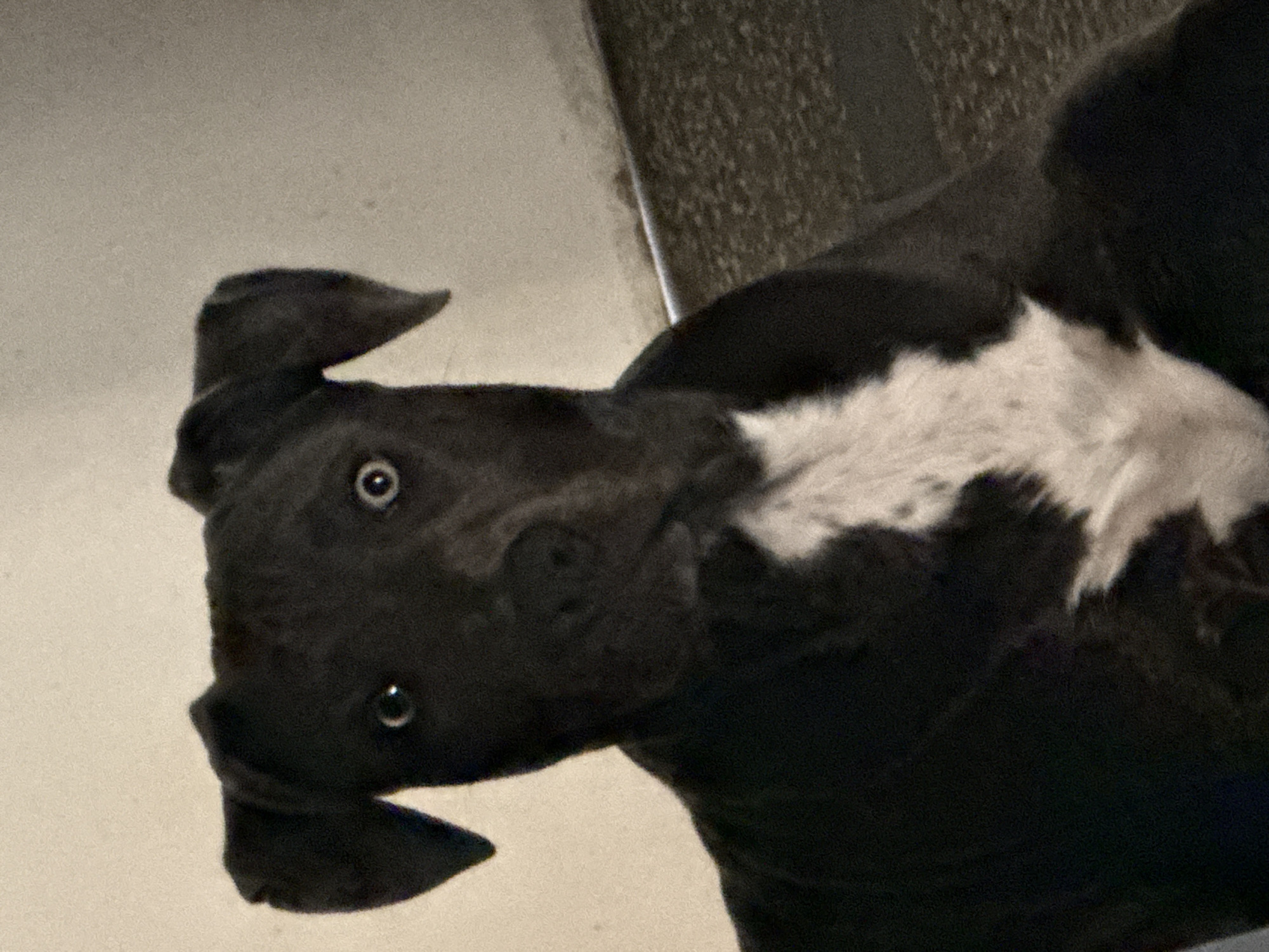 A close-up, slightly angled shot shows a black and white dog. The dog's head is tilted, with its ears flopping to the sides. Its eyes are visible. The dog is black, with a white patch on its chest and neck. The background is a light-colored wall and a dark, textured surface.
The location of the image is not possible to determine since it is not known from the image.