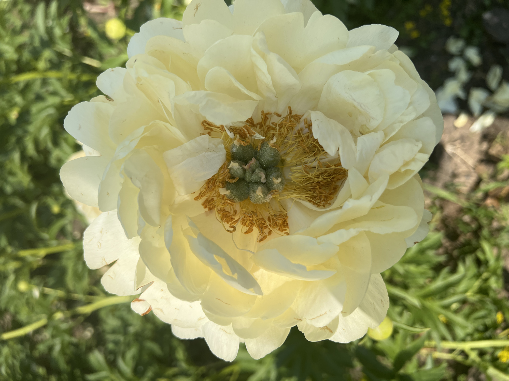 A close-up, top-down, vertical shot focuses on the center of a creamy yellow peony bloom. The flower, with its numerous ruffled petals, occupies most of the frame. In the center of the bloom, green seed pods are visible amongst a cluster of yellow-brown stamens. The background is a soft focus of green foliage, indicative of a garden setting. The image was captured in Moscow, Russia.