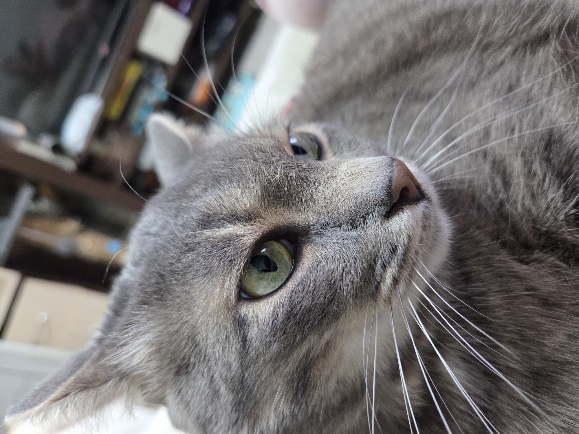 A close-up, angled shot captures the face of a gray tabby cat with green eyes and white whiskers. The cat is lying down, its head tilted slightly. The background is blurred, showing furniture and other objects. The location is Unknown, Unknown.