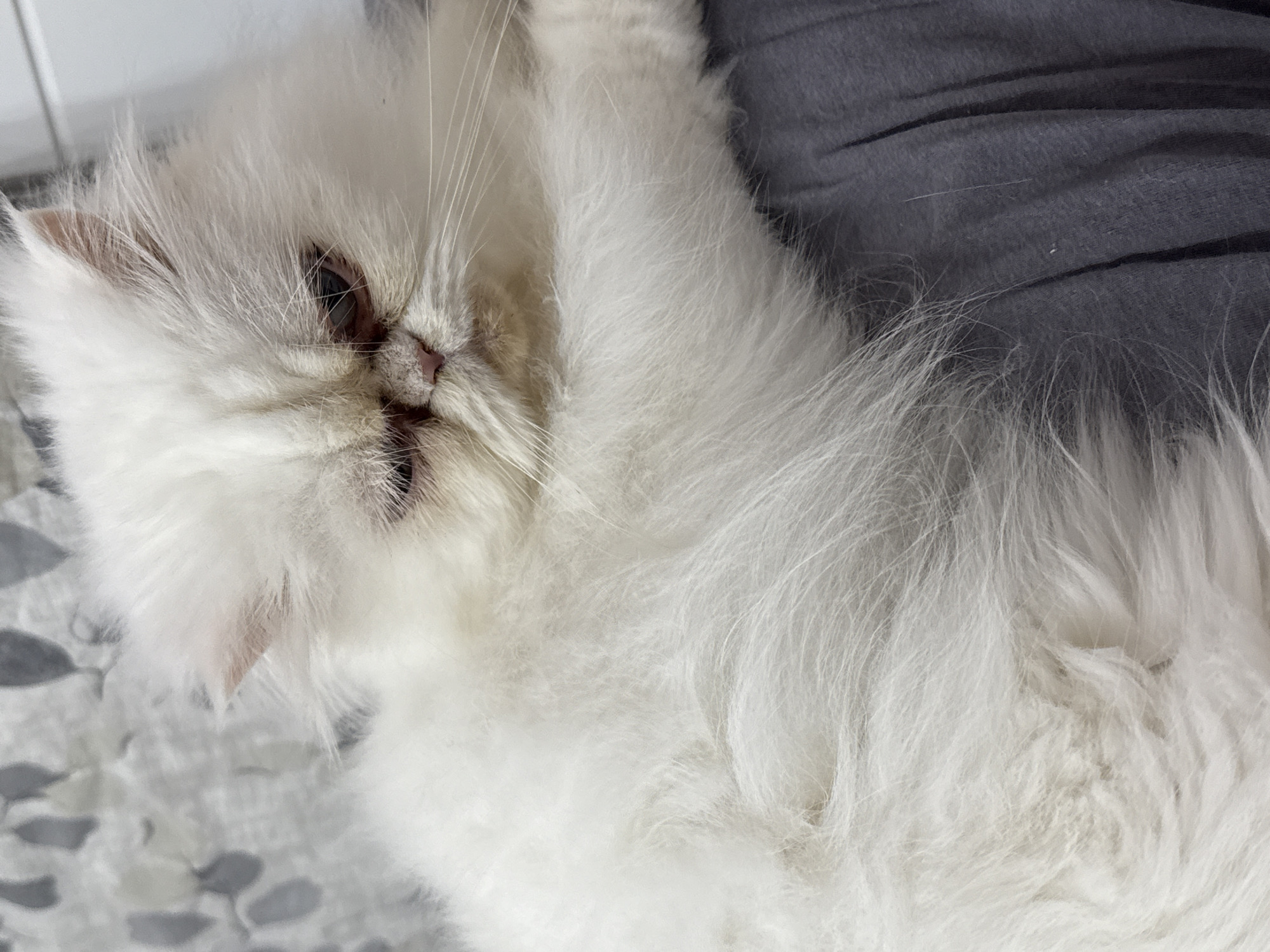 A white, fluffy Persian cat is lying on a gray fabric surface, partially on a patterned textile, possibly a bed or couch. The cat's head is visible in the upper left portion of the image, with a small, dark nose and amber eyes. The cat's long, white fur extends across the rest of the image. The location is not identifiable as Burgas, Bulgaria, based on the image alone.