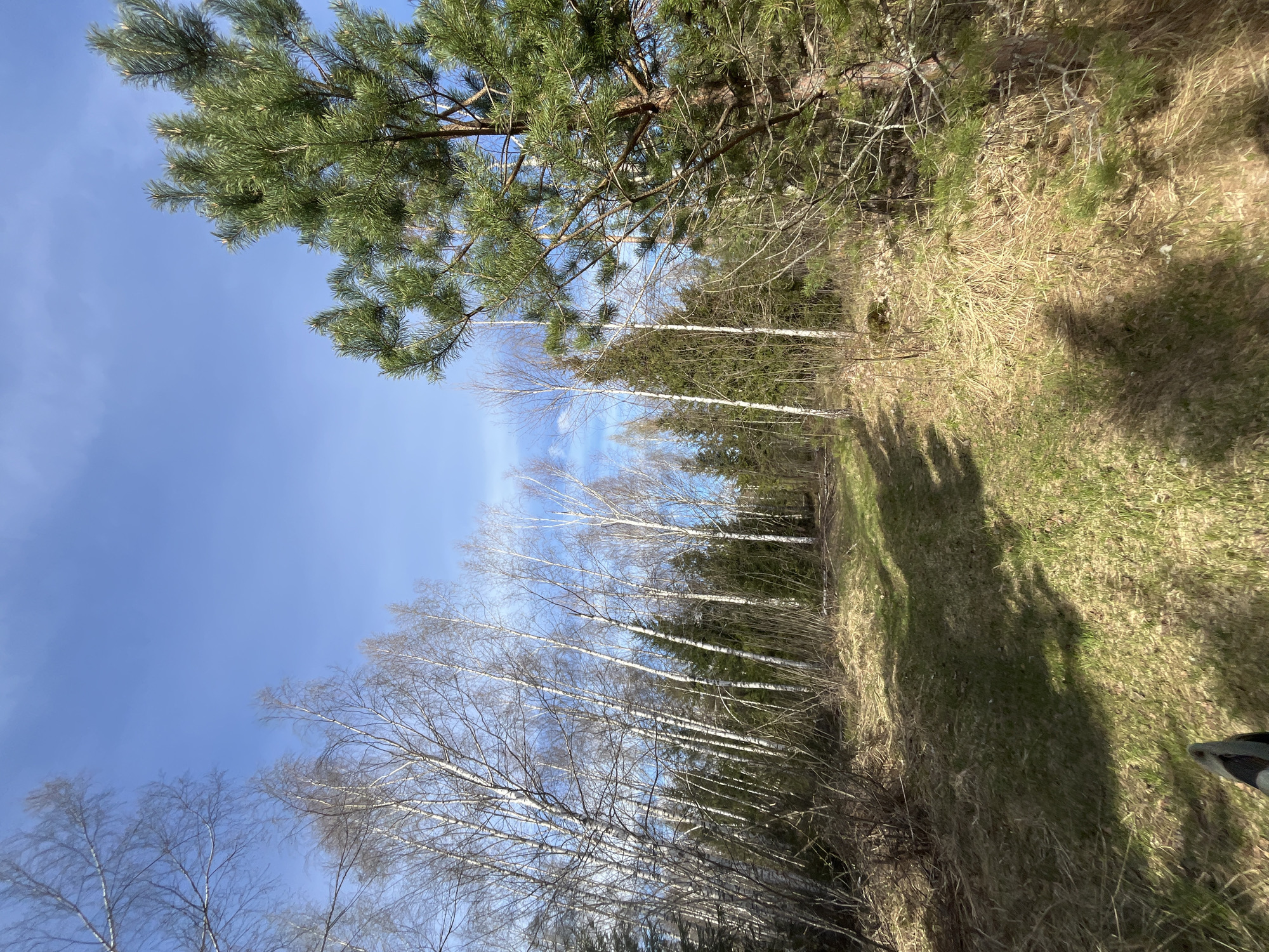 The image depicts a forested area in Razdolie, Russia, likely in early spring. A mix of deciduous trees, some still bare of leaves, and evergreen trees are present. The ground cover consists of grass and dried vegetation. The sky is blue with some cloud cover. No people are visible in the frame.