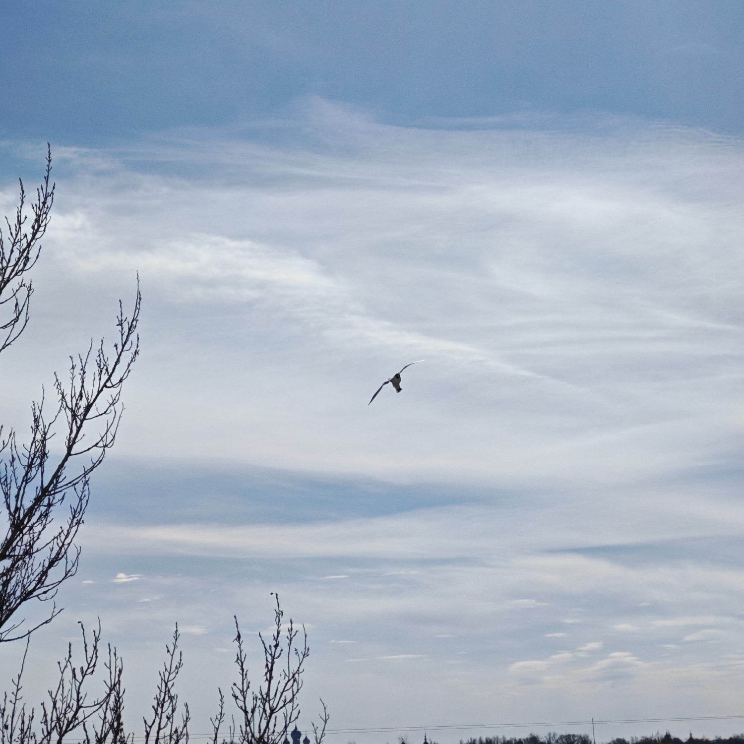 The image depicts a serene sky over Rostov, Russia, with a solitary bird in flight. The sky dominates the frame, showcasing a gentle gradient from light blue at the top to a softer, cloudier white towards the bottom. Wispy, elongated white clouds stretch horizontally across the sky, some appearing as thin streaks and others as broader, translucent bands.
A medium-sized bird, possibly a gull, is captured in mid-flight in the upper-middle right section of the image. It is silhouetted against the bright sky, with its wings outstretched, conveying a sense of graceful motion.
In the foreground, the bare, dark branches of deciduous trees frame the left side and the lower part of the image. These leafless branches, intricately detailed against the lighter sky, suggest a winter or early spring setting. Along the distant horizon line at the bottom, faint, dark shapes are visible, indicating distant trees or structures. Subtle architectural cues, such as what appear to be the distinct onion domes of a Russian Orthodox church, can be discerned on the far right horizon, providing a specific cultural context that aligns with the Rostov location.
The overall scene conveys a calm and contemplative atmosphere during what appears to be a clear, yet cloud-kissed, daytime. There is no visible text in the image.