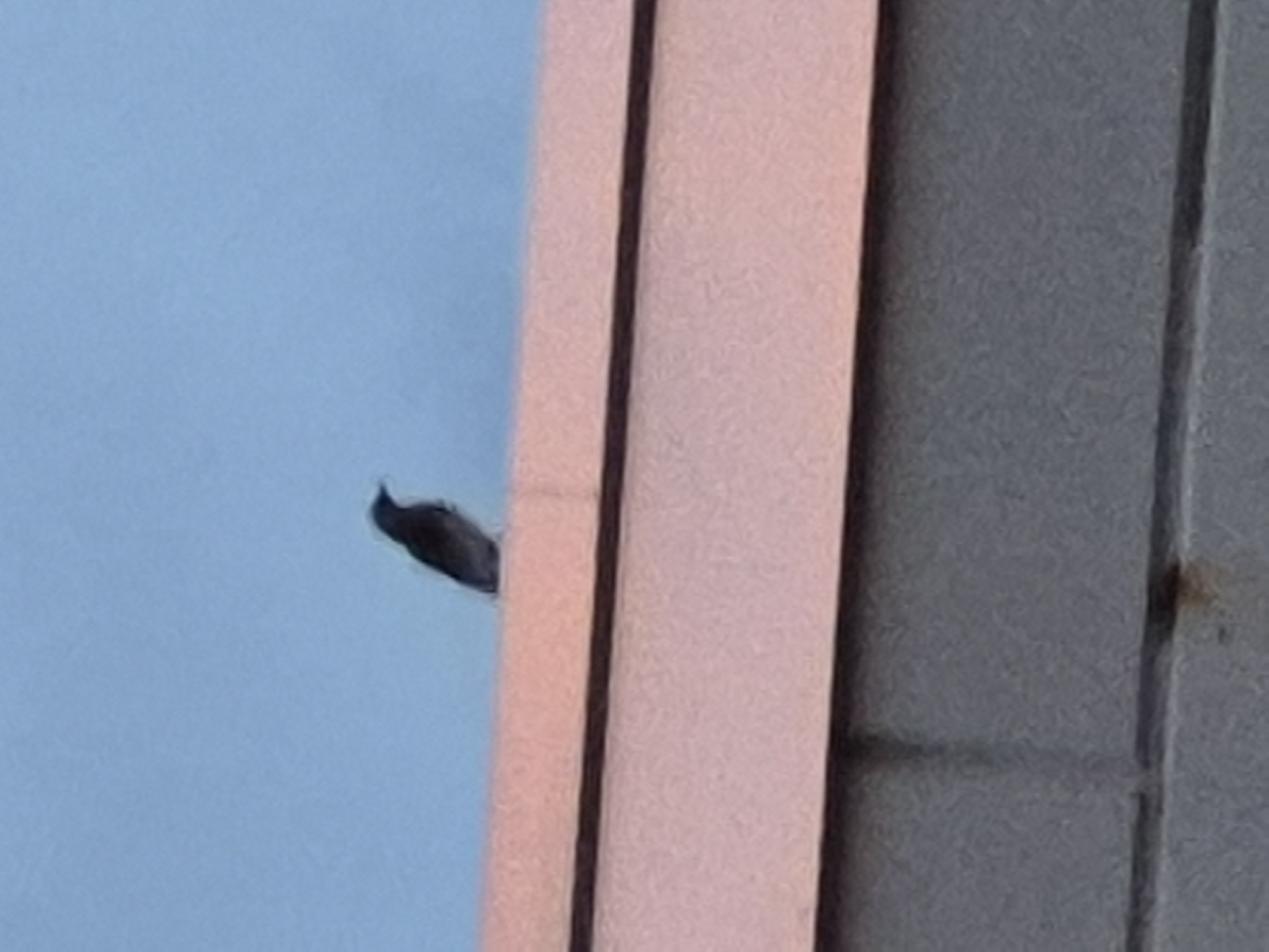 A solitary, dark-colored bird is perched on the edge of a pink structure, possibly a roof or a ledge. The structure appears to be made of brick or concrete blocks on its lower portion, with a flat, pink-colored surface on top. Behind the bird and the structure, the sky is a uniform, pale blue, suggesting daytime with clear weather. The image is slightly out of focus, giving it a soft, indistinct quality. There are no other subjects or discernible features in the scene.