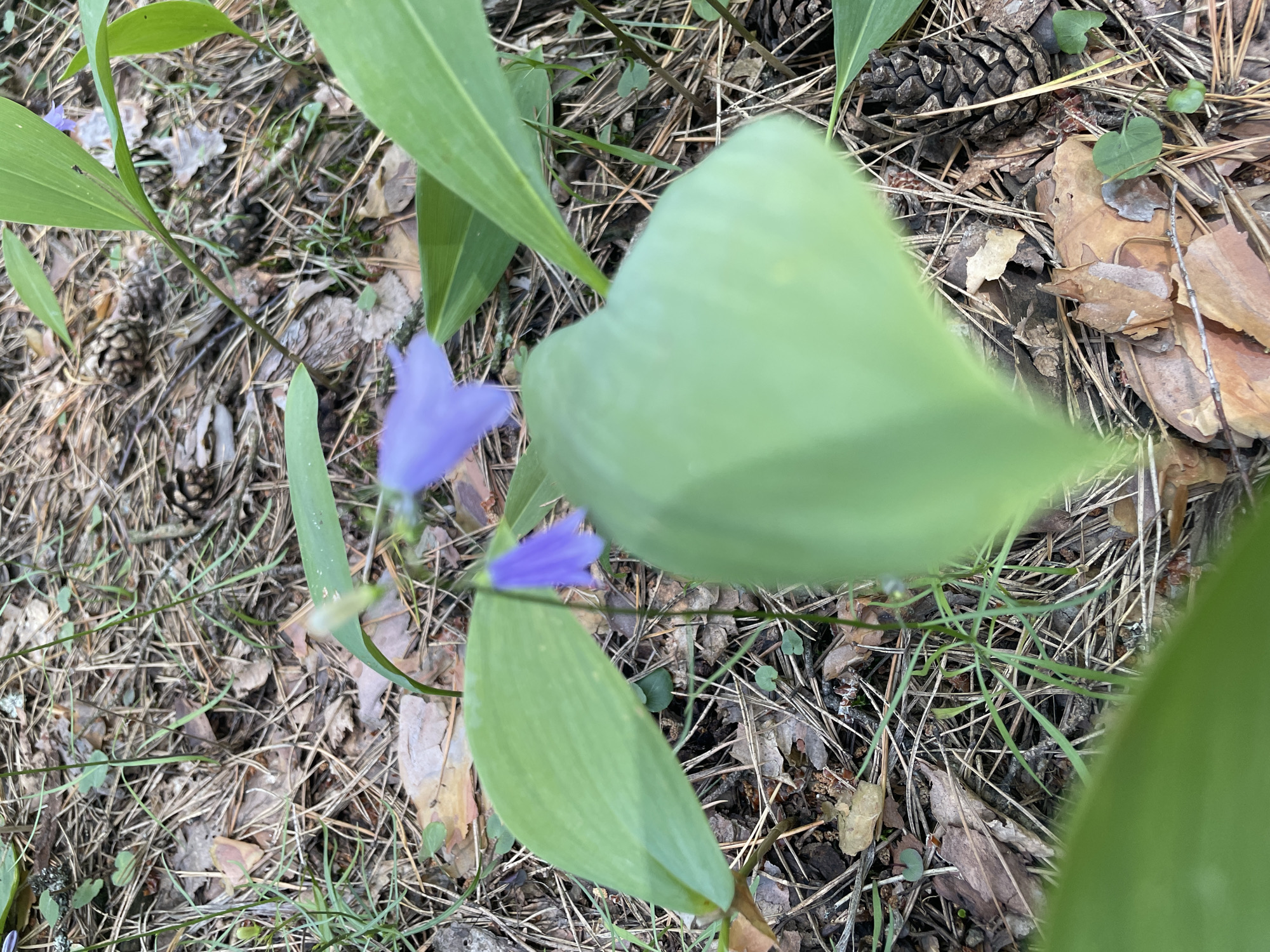 This is a close-up, eye-level shot of blue bell-shaped flowers on thin green stems amidst a forest floor. The ground is covered with a thick layer of pine needles, fallen leaves, and several pine cones. The overall lighting suggests it is daytime. There are no people or animals visible in the image. The scene appears to be in a natural, wooded environment.