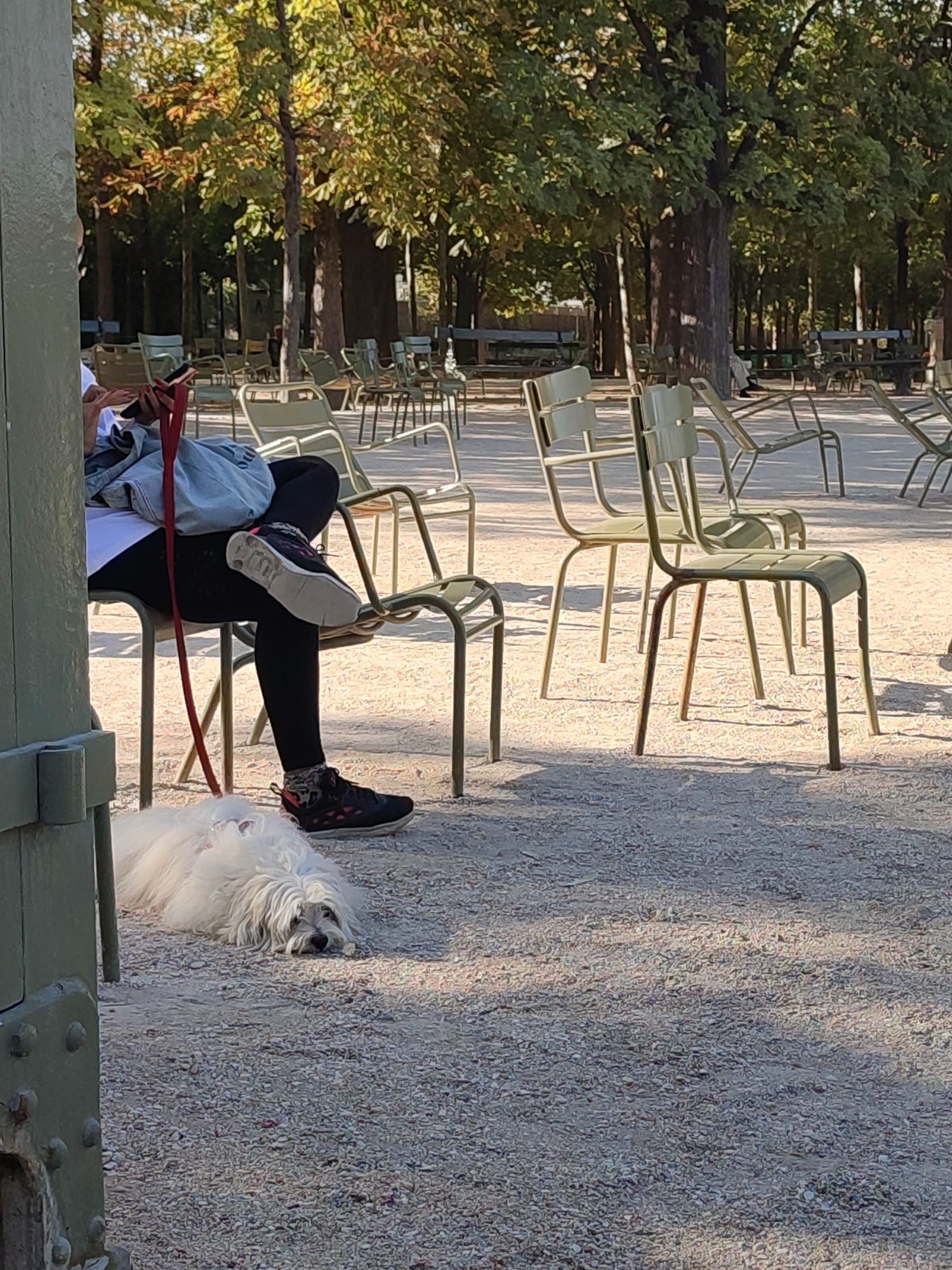 In the Jardin du Luxembourg, Paris, a person sits on a green metal chair, their legs crossed. They are wearing black leggings and dark sneakers with pink accents, and a grey jacket over a white top. A red dog leash hangs from their hand, and a light blue bag rests on their lap. To the left of the person, a white fluffy dog lies on the gravel path, its head resting on its paws. In the background, more green metal chairs are arranged around the park, and mature trees with dappled sunlight create a serene atmosphere.