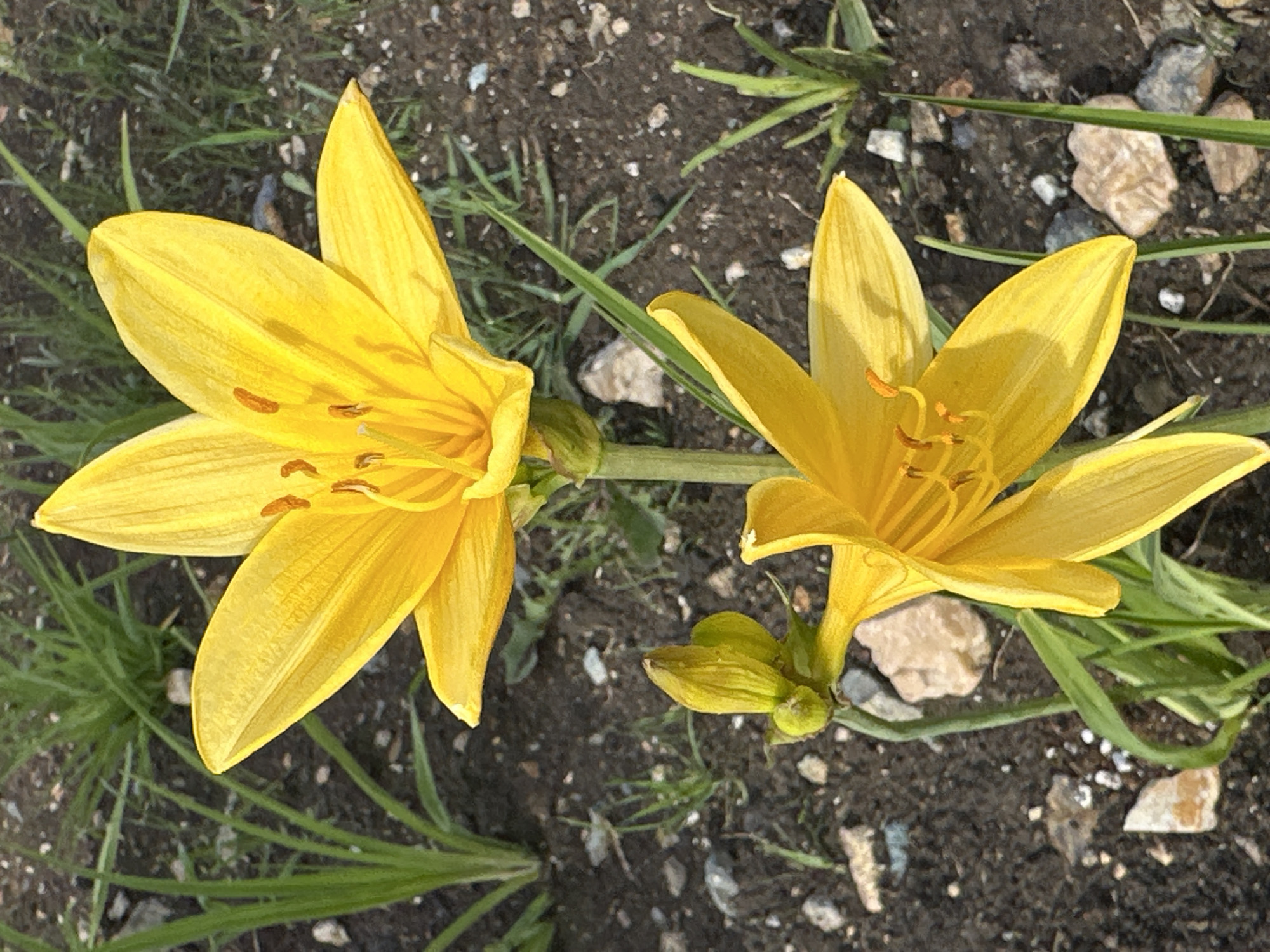 The image shows two yellow daylily flowers in full bloom. They are positioned horizontally in the center of the frame, connected by a green stem. One flower is facing the camera directly, while the other is slightly angled. The flowers have six petals each, and prominent stamens are visible in the center. The surrounding environment consists of dark soil mixed with small rocks and blades of grass.