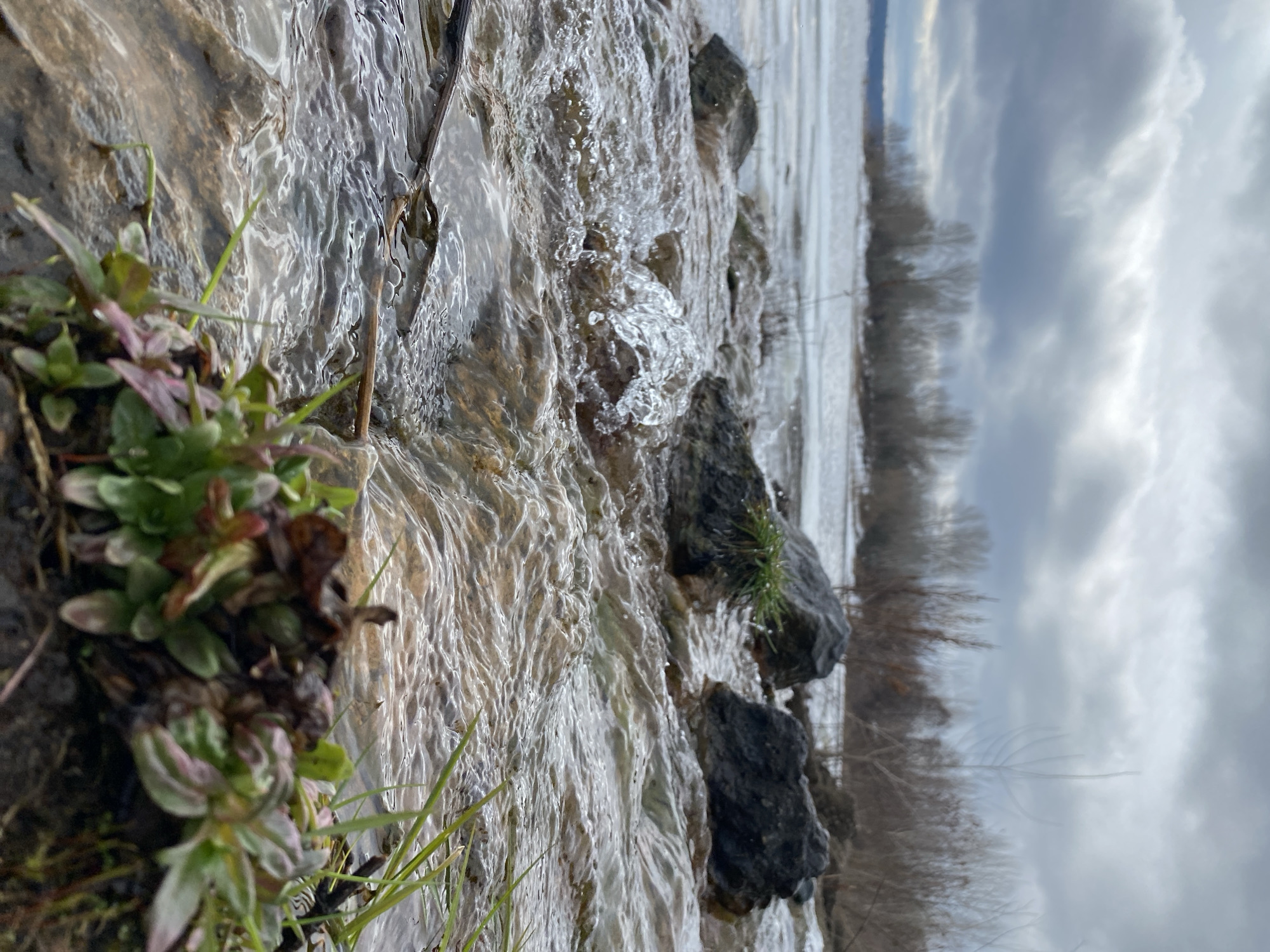 The image shows a close-up view of water flowing over rocks and vegetation at the edge of a body of water. In the foreground, small green plants with hints of red and brown are growing next to the water's edge. Clear water is flowing down a rocky embankment, creating small splashes and ripples. Further back, there are dark rocks partially submerged in the water. In the background, a line of bare trees or shrubs stretches across the horizon, with an overcast sky above. Based on the prompt's context, this scene is located in the city of Chaikovsky, Russia. There is no indication of people, or actions taken.