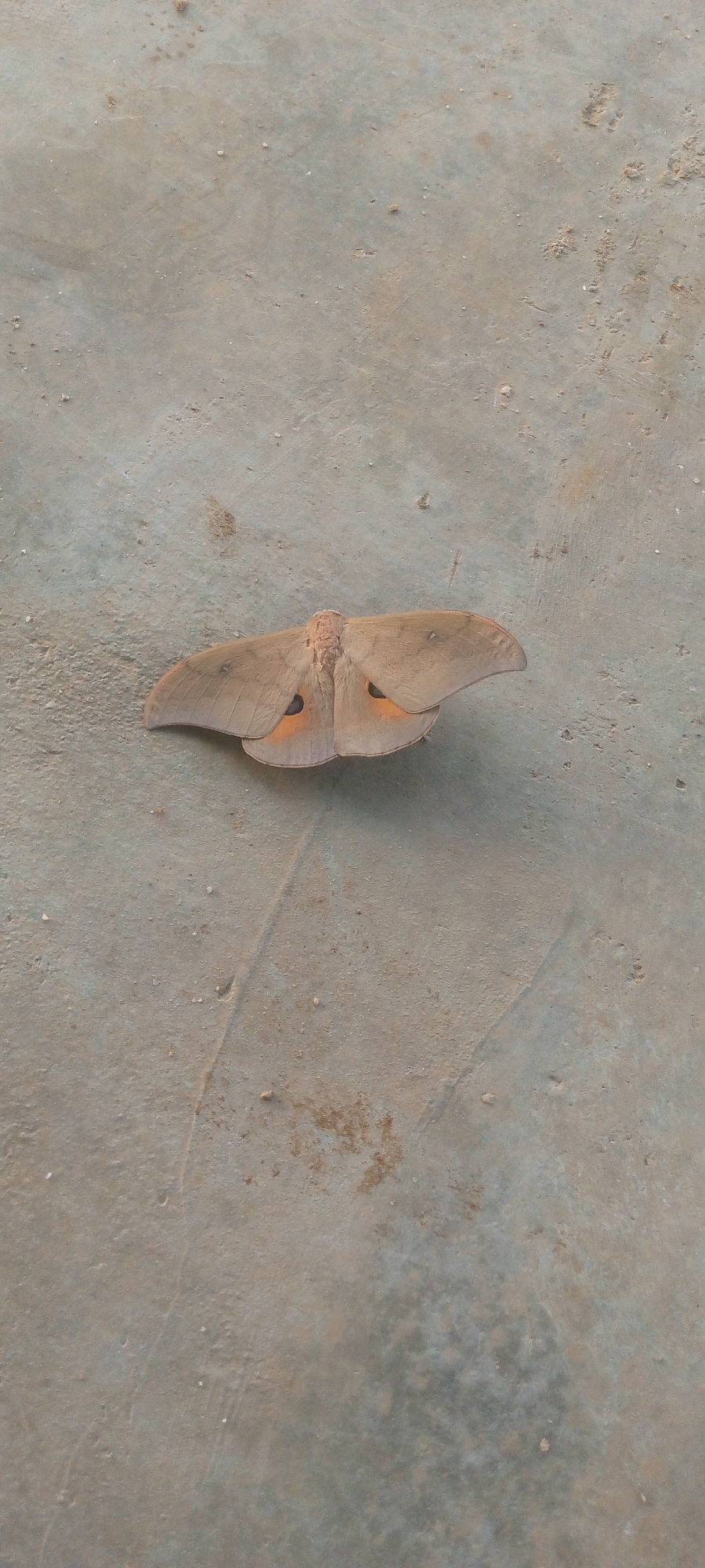 A light brown moth with prominent eye-like spots on its wings rests on a concrete surface. The moth is positioned horizontally in the center of the frame, with its wings spread wide. The concrete surface appears weathered and uneven, with small debris scattered across it. The background is out of focus, suggesting the photograph was taken outdoors. The lighting suggests it is daytime. The specific location within Indo, Nigeria, cannot be determined from the image alone.