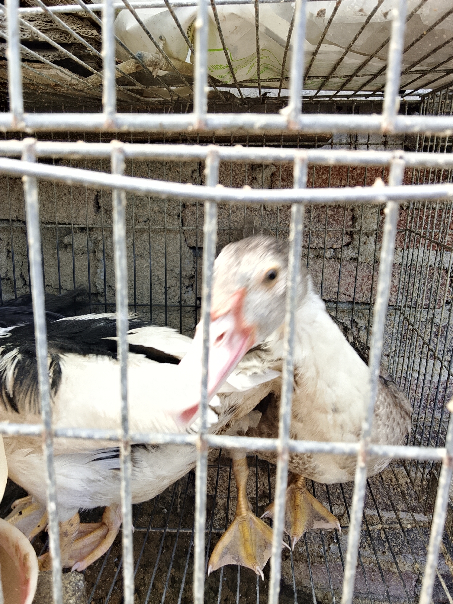 An adult domestic duck, predominantly white with black markings on its wings and back, is confined within a metal cage. The duck is positioned in the center of the frame, with its head turned to the right and its beak open. Its webbed feet are visible, resting on the cage floor, which is covered in dirt and debris. The cage bars obscure parts of the duck and its surroundings. In the background, a rough, possibly concrete or stone wall is visible, with some white plastic sheeting and cardboard scraps above it. The scene appears to be in an outdoor or semi-outdoor environment, as indicated by the lighting and the rough texture of the wall. The location is specified as Betonan, Indonesia.