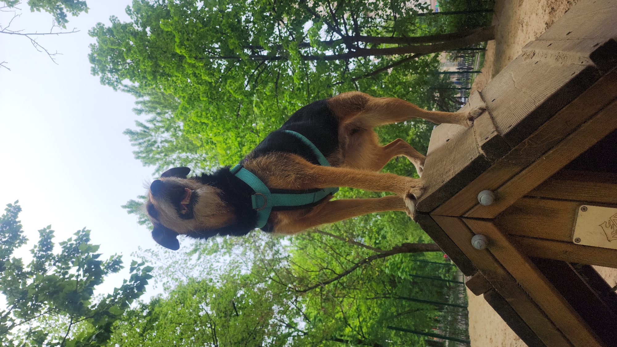 A medium-sized dog with black and brown fur, wearing a light blue harness, stands atop a wooden structure in an outdoor area. The dog's head is tilted upwards, and its mouth is slightly open. The background features green trees and foliage. The location is Moscow, Russia.