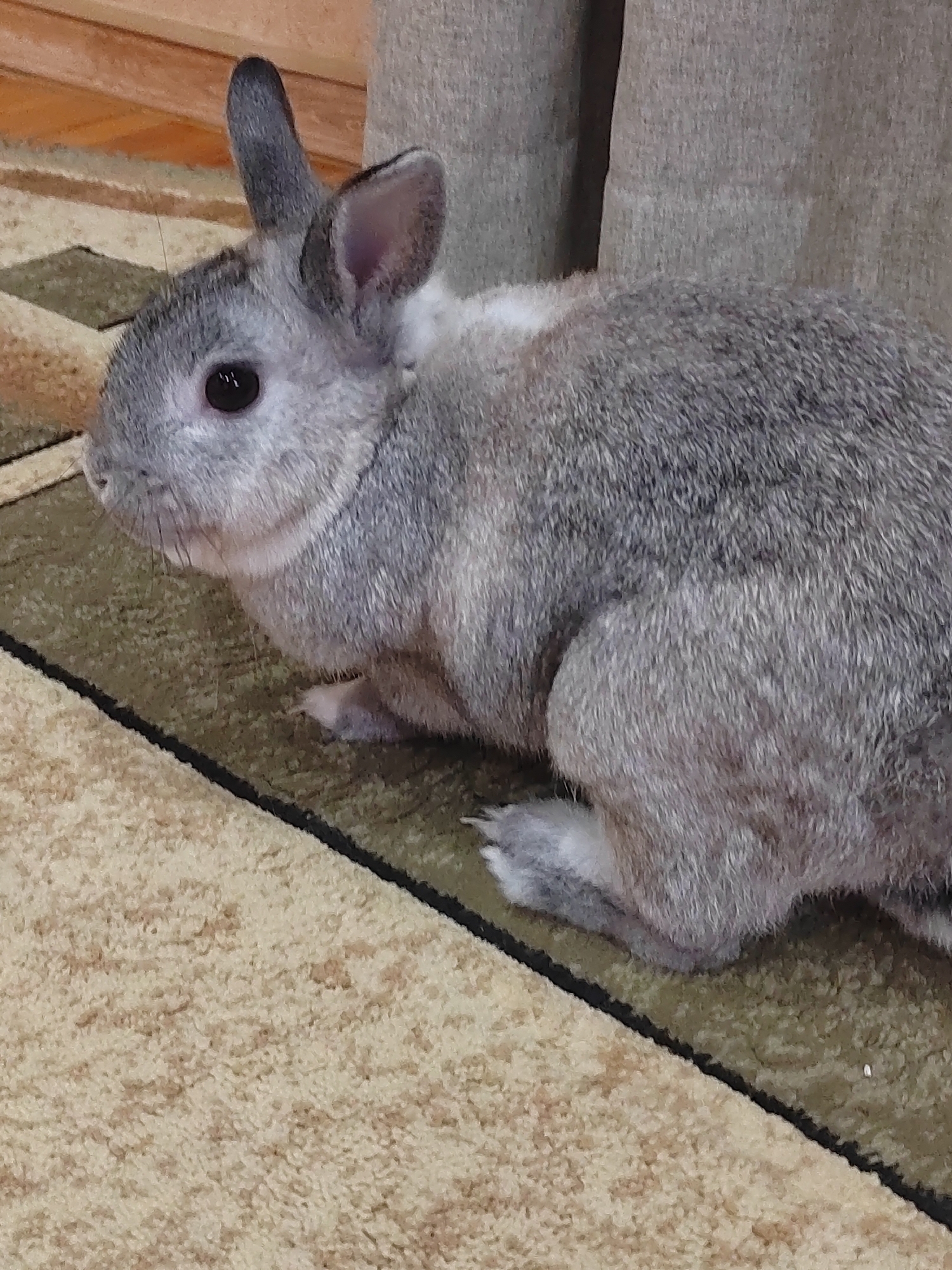 A gray rabbit sits on a patterned carpet near a beige curtain. The scene appears to be indoors. There is no indication that this is in the city of Кукуи, Russia.