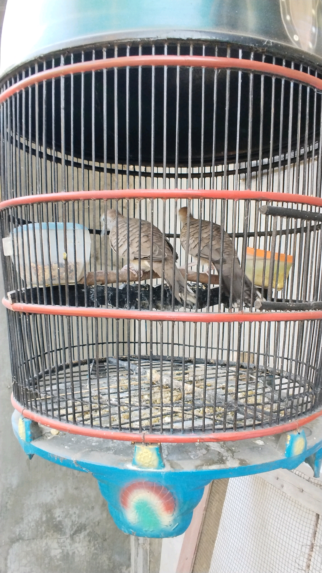 Two doves are perched inside a black metal birdcage with red horizontal bars. The cage has a blue decorative base. To the left, a clear plastic feeder filled with birdseed is attached to the bars. To the right, an orange feeder is also attached. The background is a concrete wall and a wooden grate. The image is taken in Penompo, Indonesia.